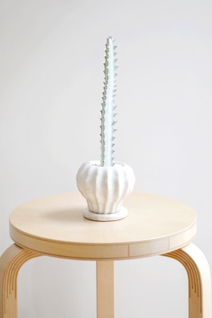 【M】ユーフォルビア ホワイトゴースト