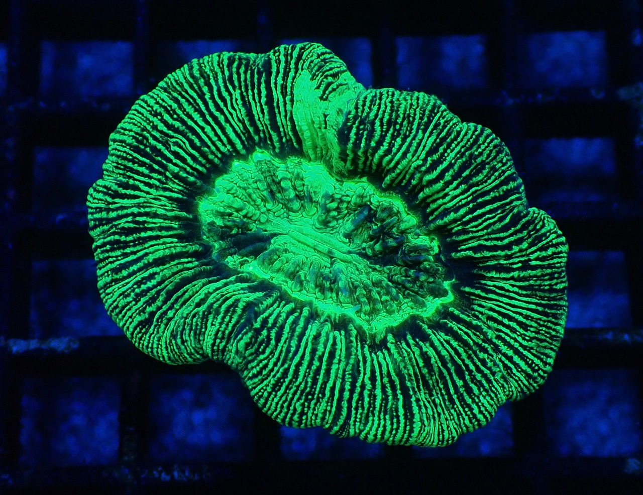 Trachyphyllia Toxic 2