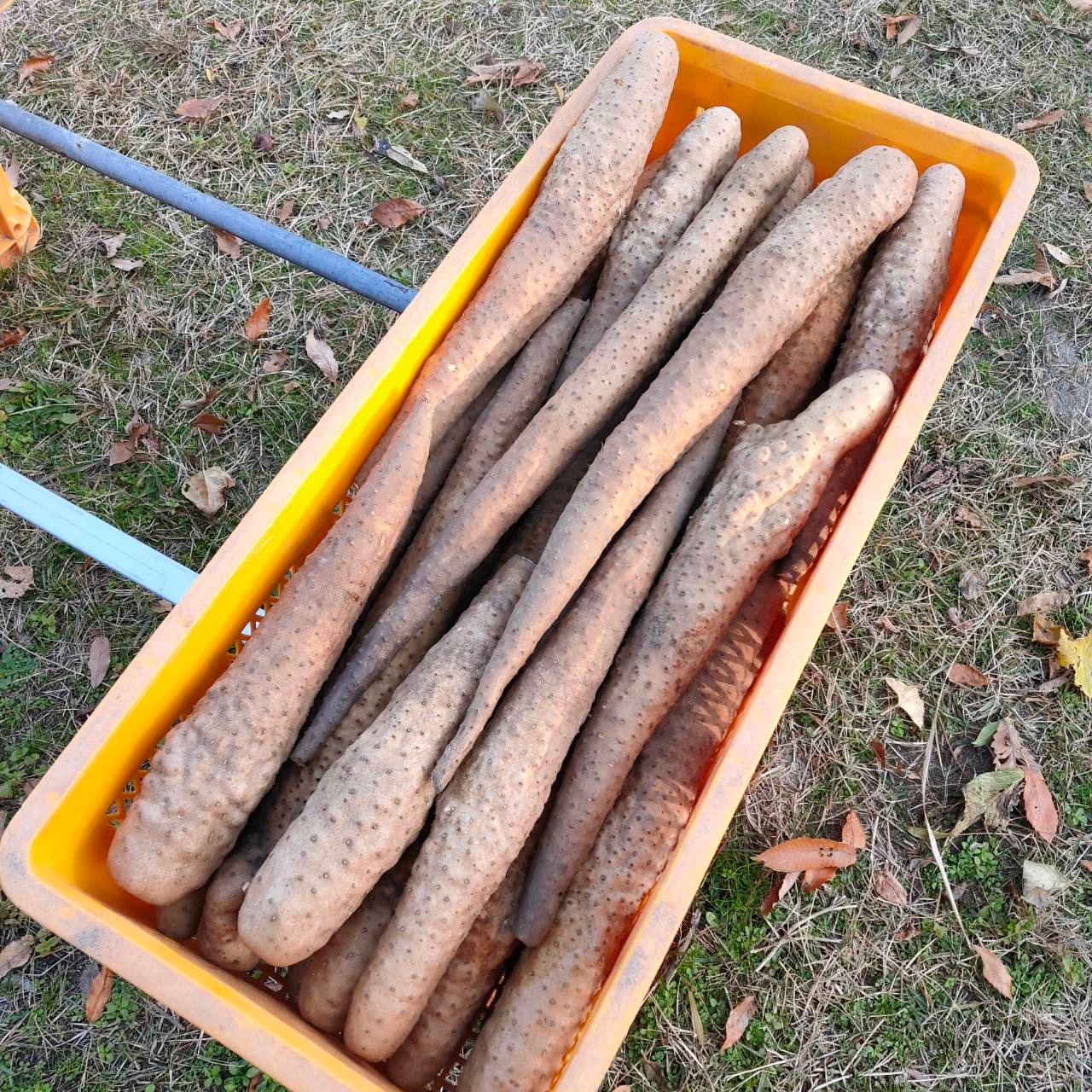 【予約 大人用】北栄町 お芋収穫体験（里芋・長芋／約2時間）掘ったお芋5kgお土産付き