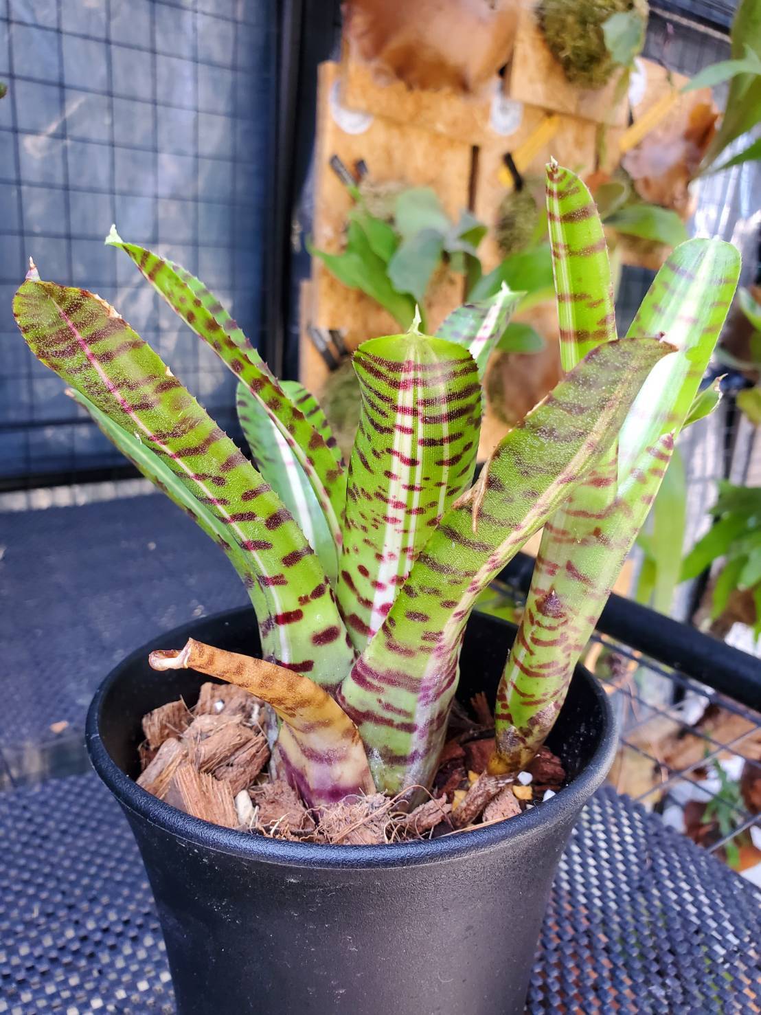 Neoregelia Palmares【artPLANTs】 ネオレゲリア/タンクブロメリア