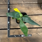 ビカクシダ Foong Siqi【854】