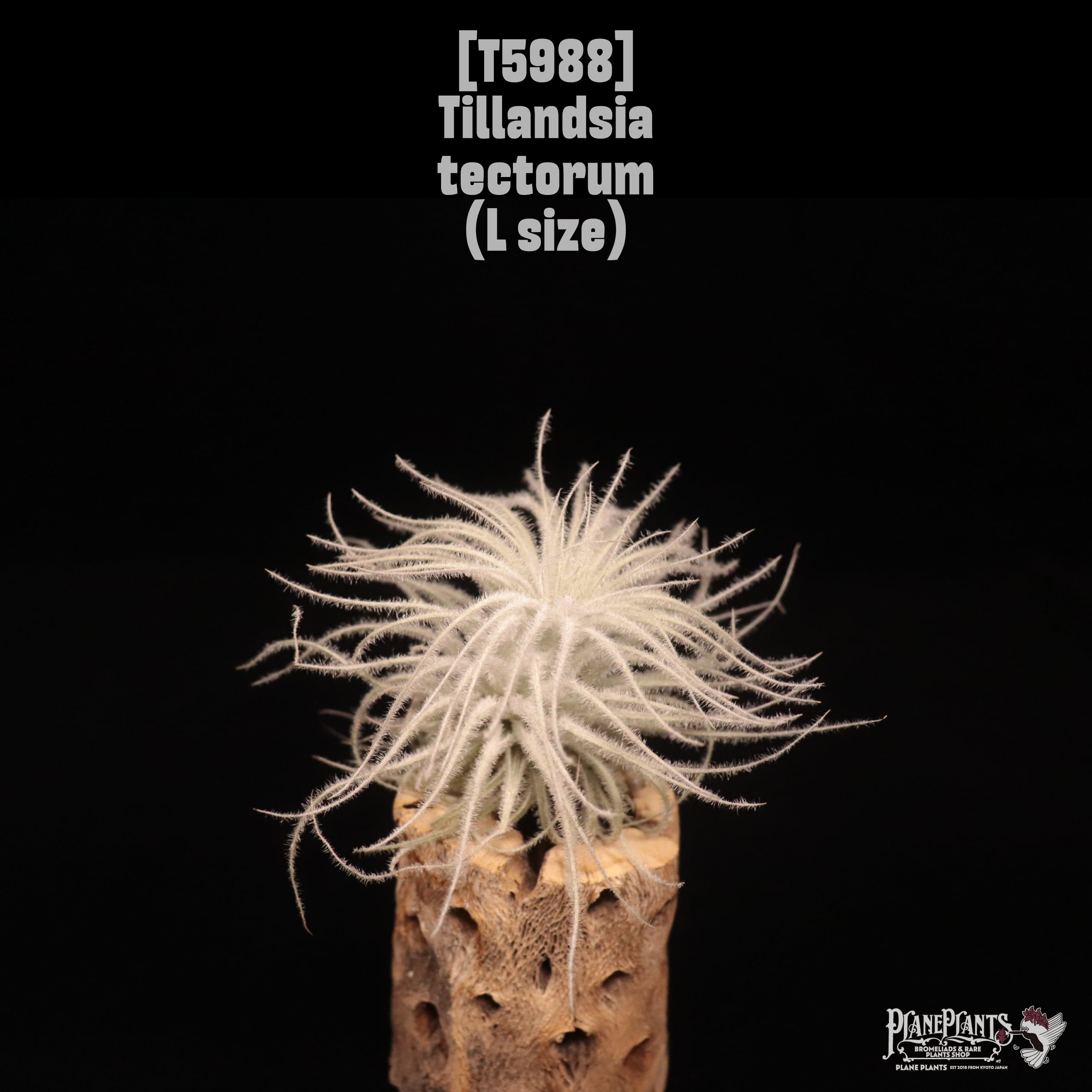 Tillandsia tectorum L〔ティランジア〕T5988