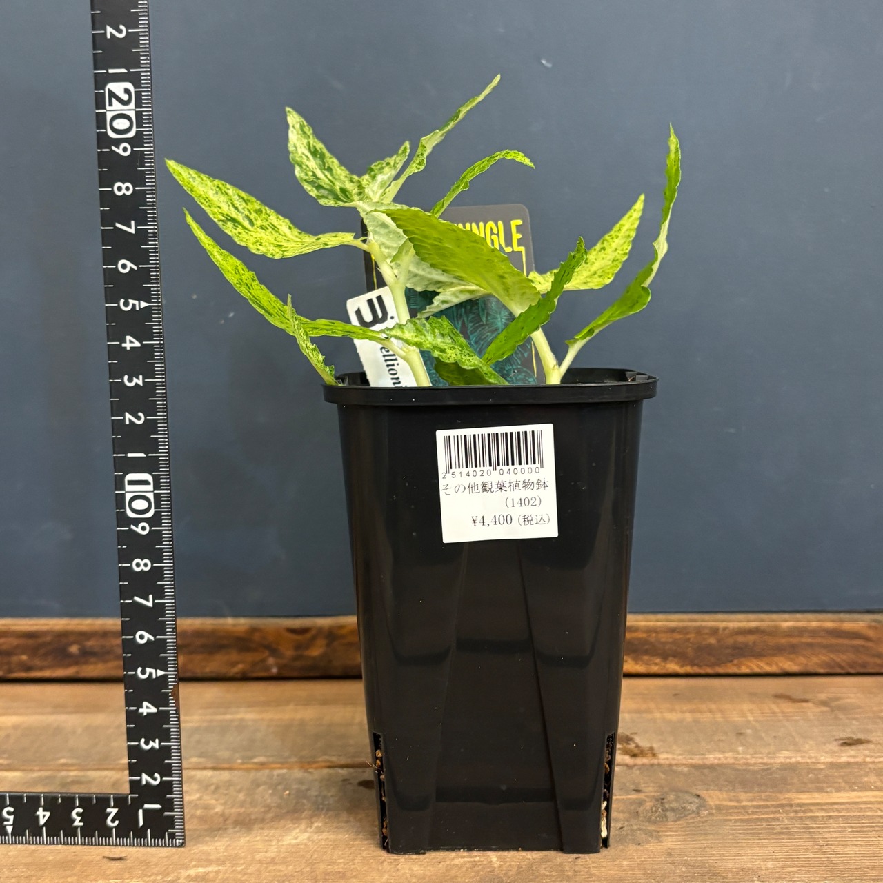 ペリオニア　レペンス　斑入り【643】