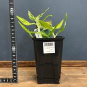 ペリオニア　レペンス　斑入り【643】