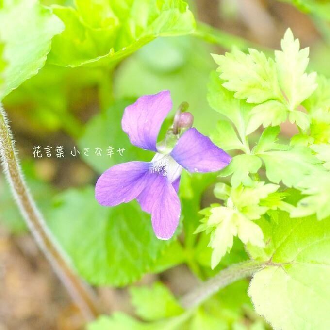 【一点物】14kgf✦3月の誕生石✦.·すみれの花咲く頃⋆.·✦アイオライトのドロップシェイプネックレス⋆.·✦