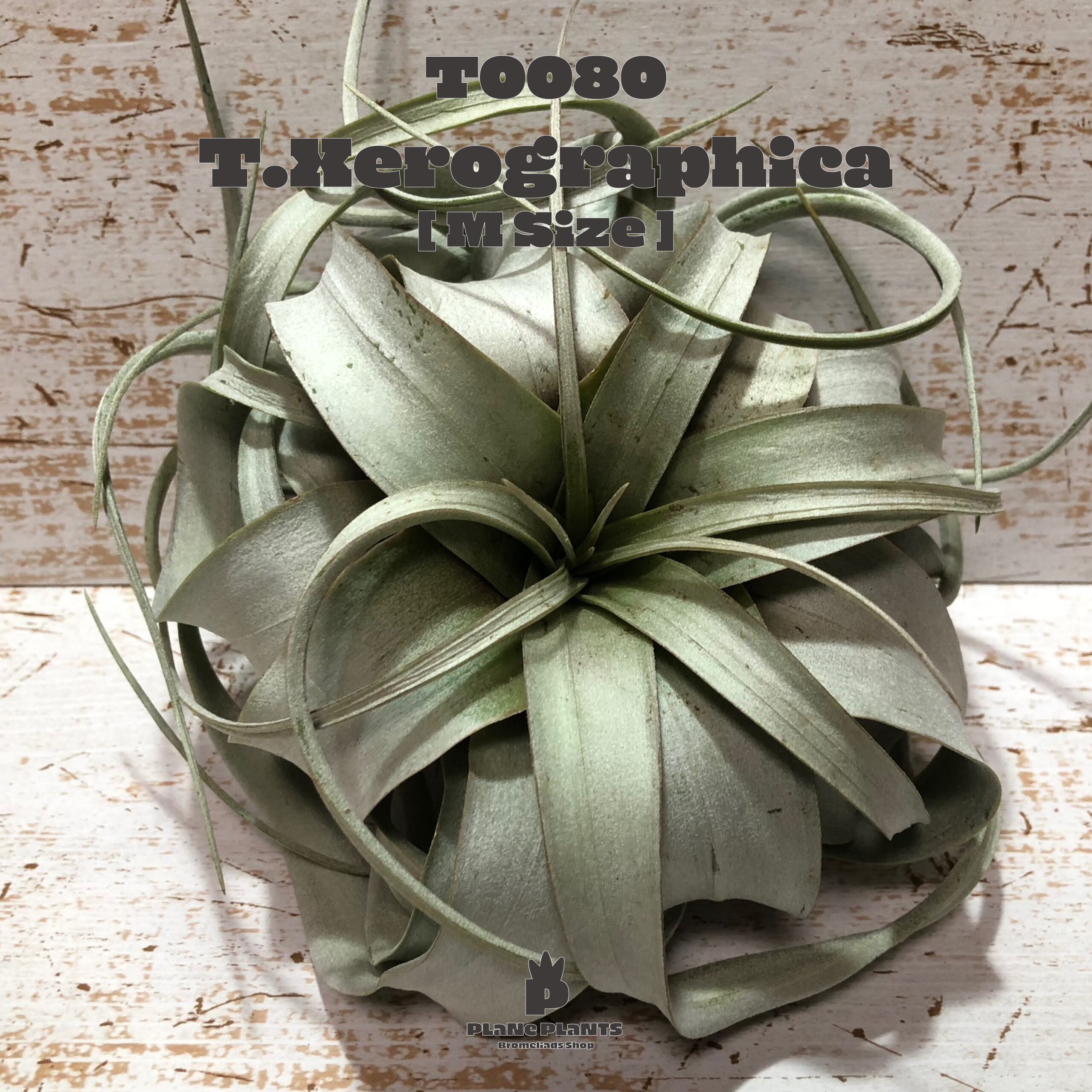 【送料無料】キセログラフィカM〔エアプランツ〕現品発送T0080