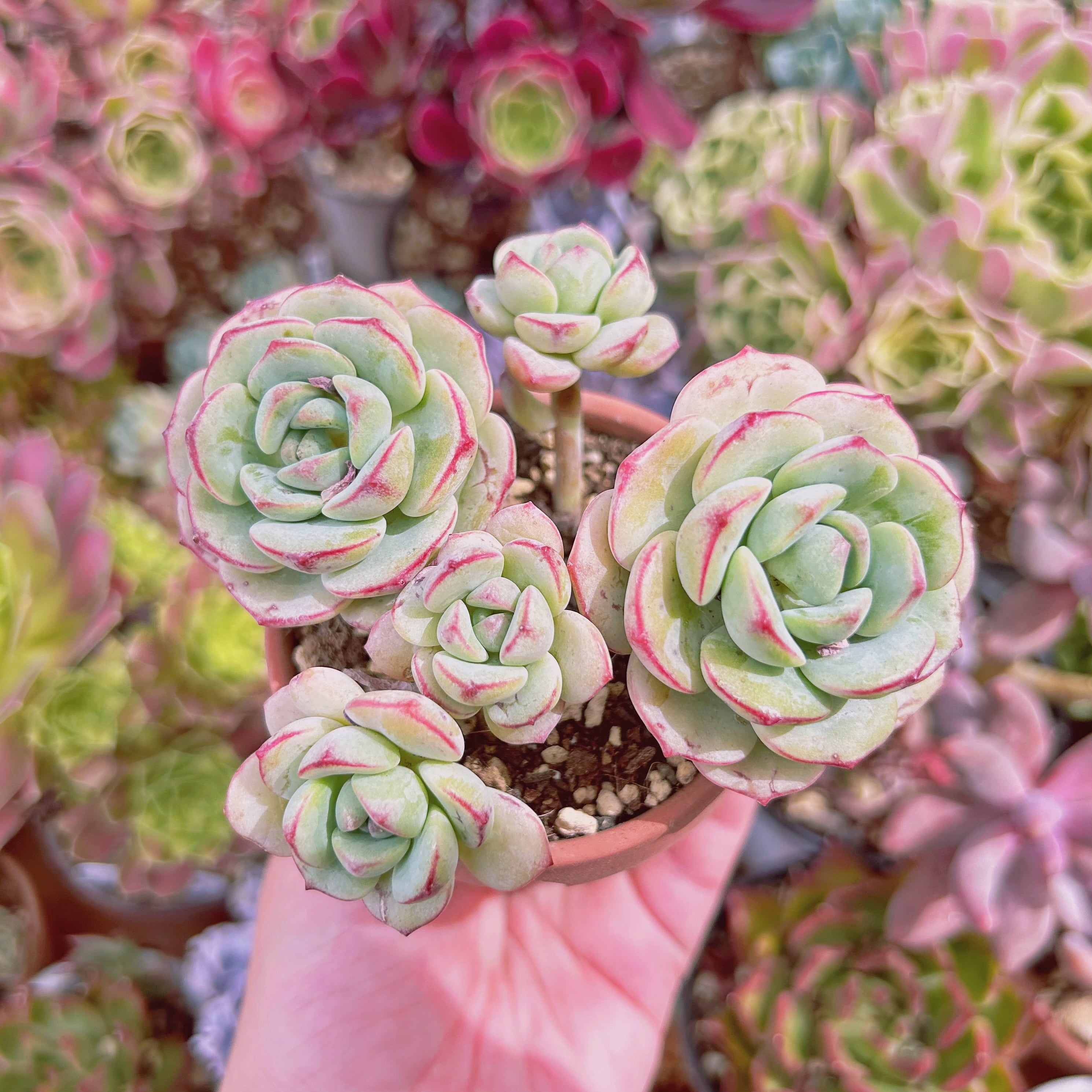 #780現物　多肉植物　バニラビス　特大