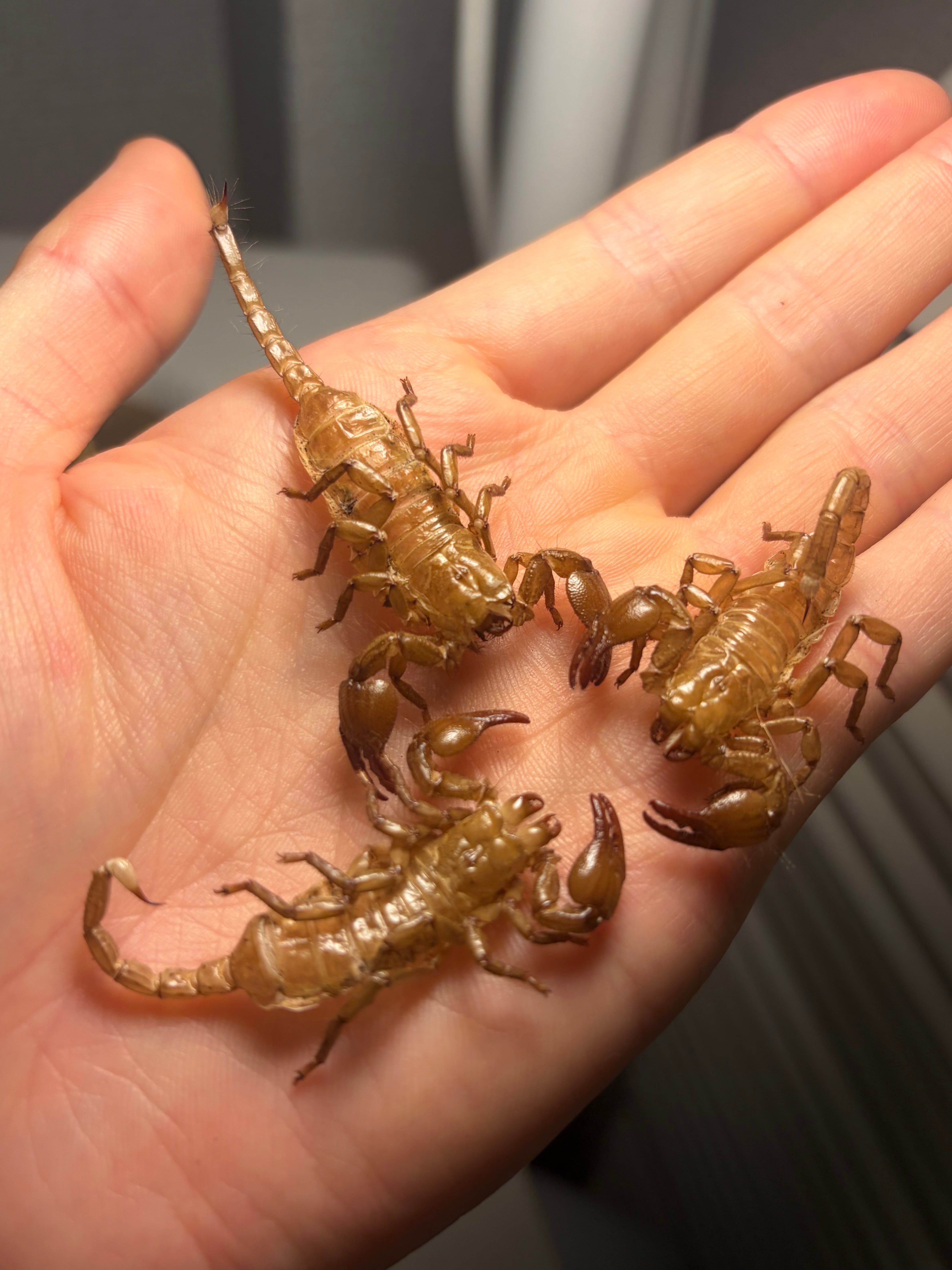 3匹set】5齢のダイオウサソリの脱皮殻標本 エンペラースコーピオン