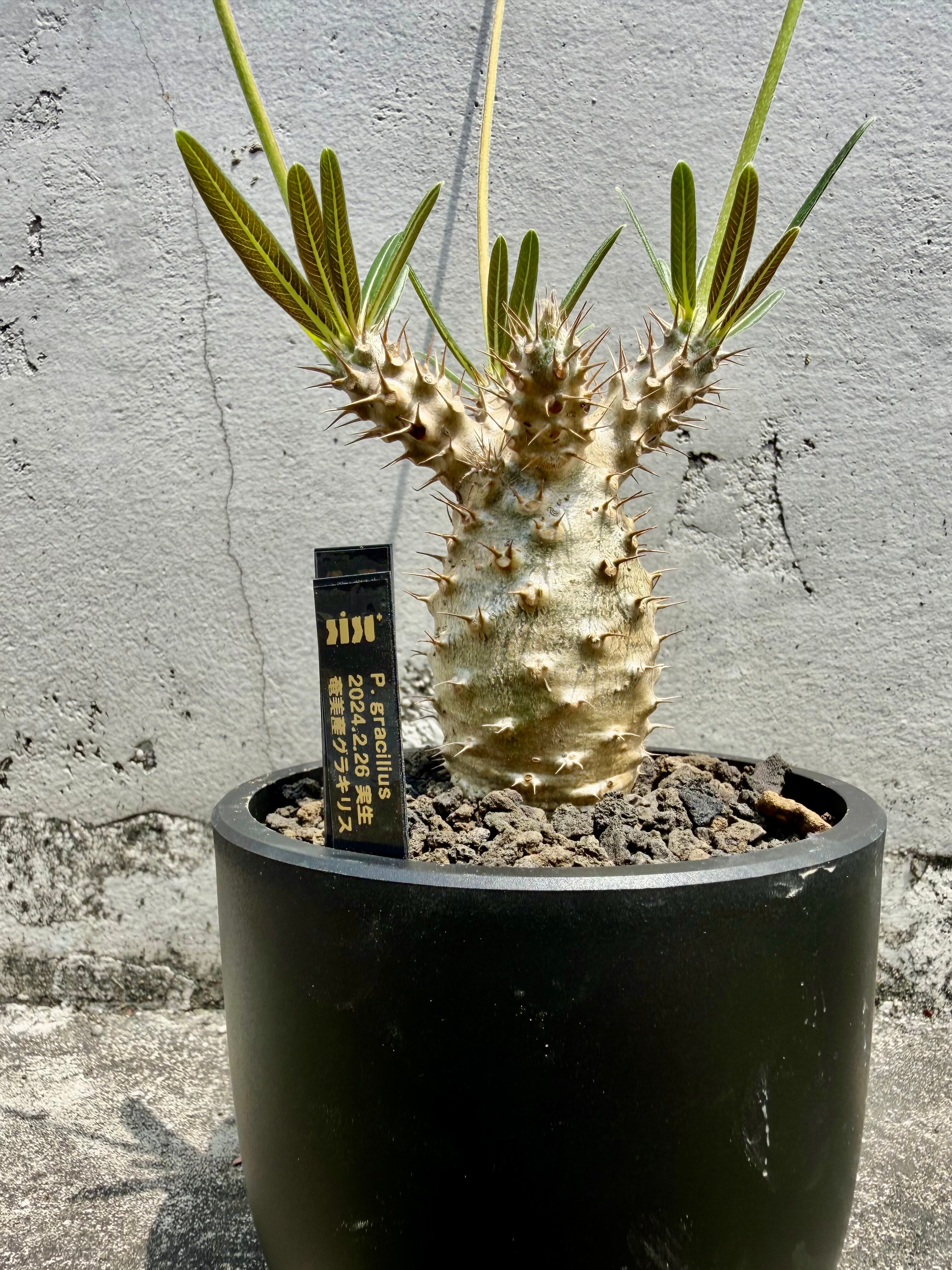 現物】Billbergia 'Dippin Dots'（ビルベルギア ディッピンドッツ