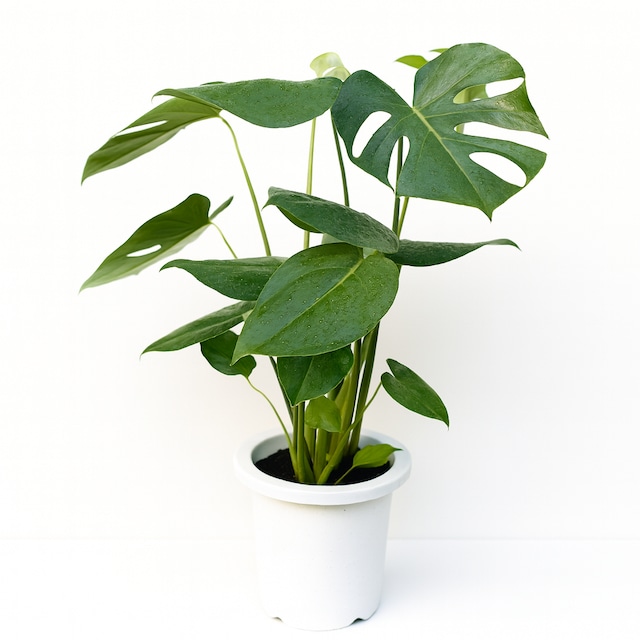 モンステラ7号 プラ鉢