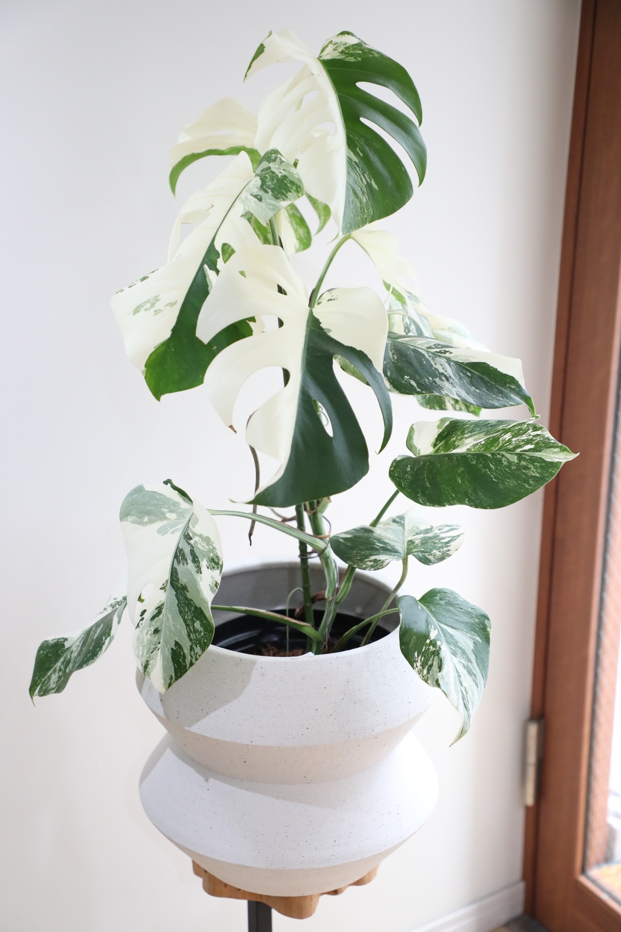 【M】【希少】モンステラ ボルシギアナ バリエガータ/Monstera borsigiana variegata ※陶器鉢カバー付き
