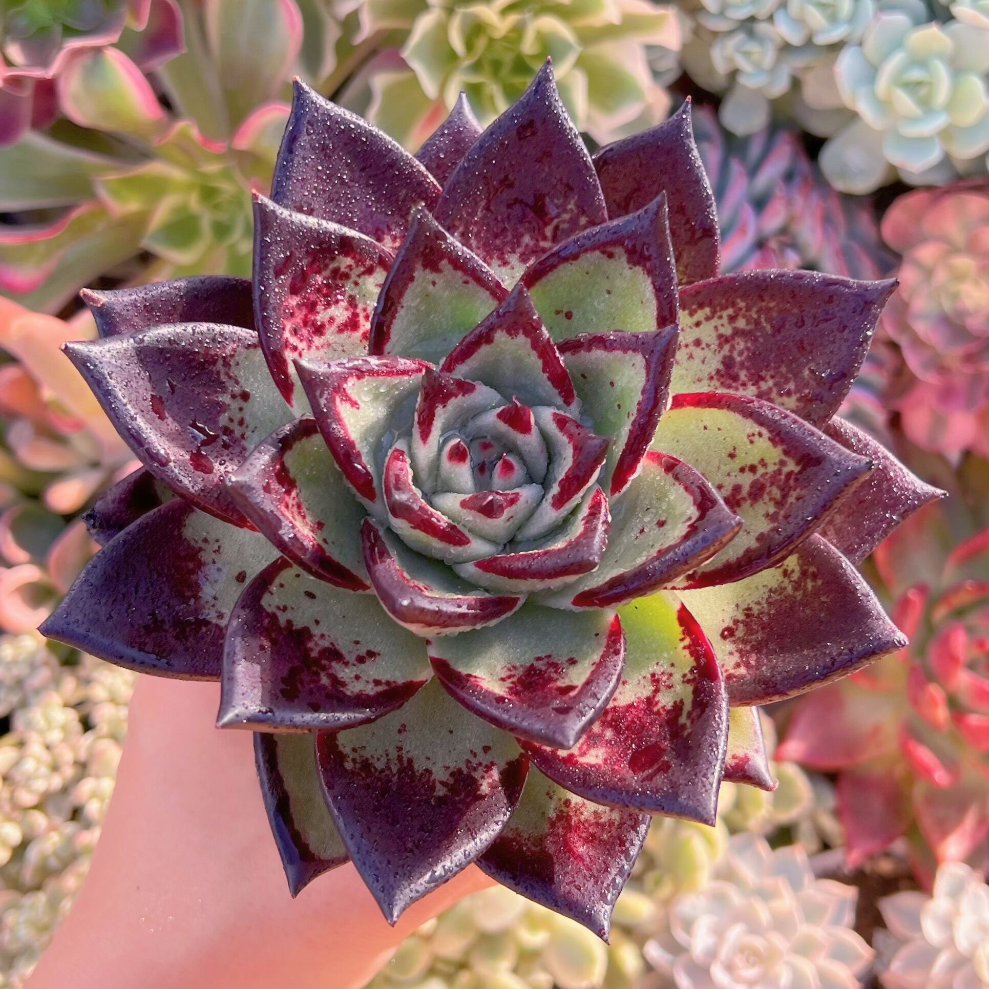 現品　黒魔王#507   特大苗14cm　るる農園