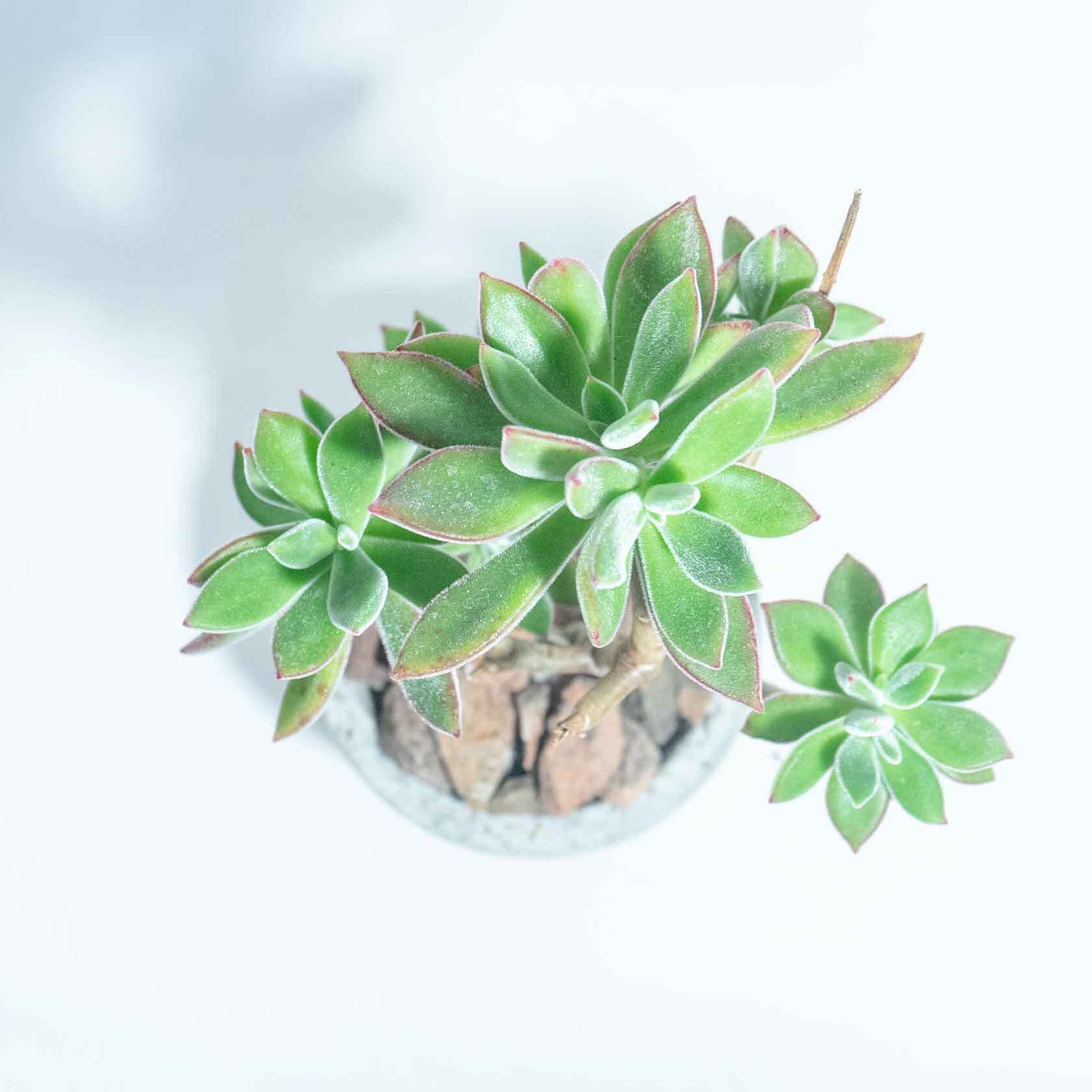＼送料無料／≪ 多肉植物 ≫屋内もオッケーなハムシーの鉢植え｜無機質でどんな場所とも相性のいい手作りモルタル鉢