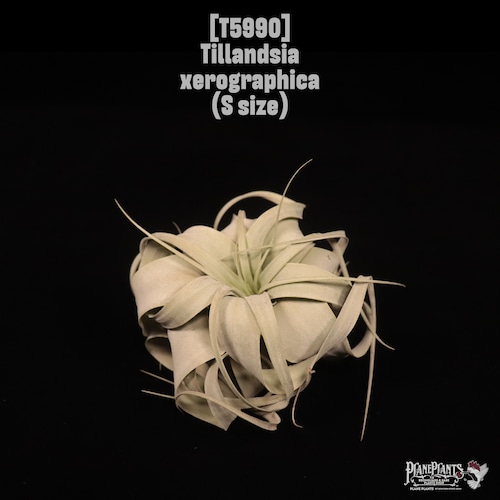 Tillandsia xerographica S〔ティランジア〕T5990
