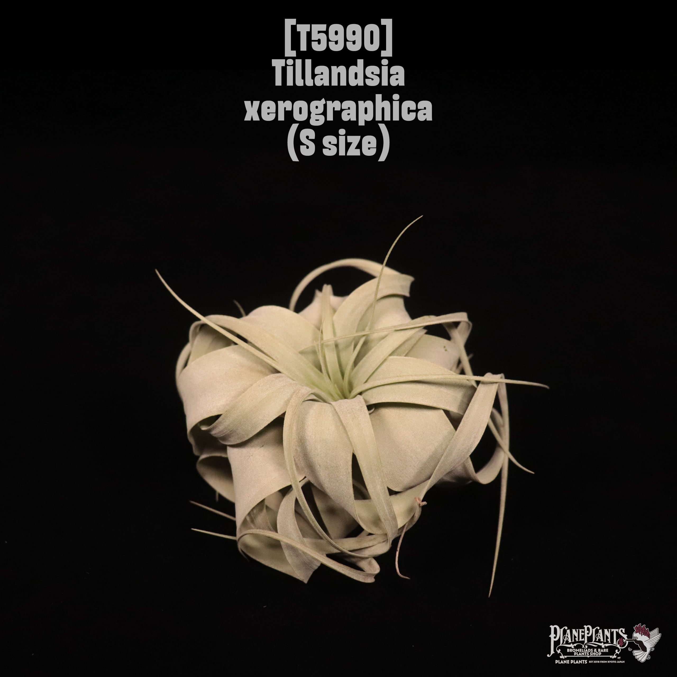 Tillandsia xerographica S〔ティランジア〕T5990