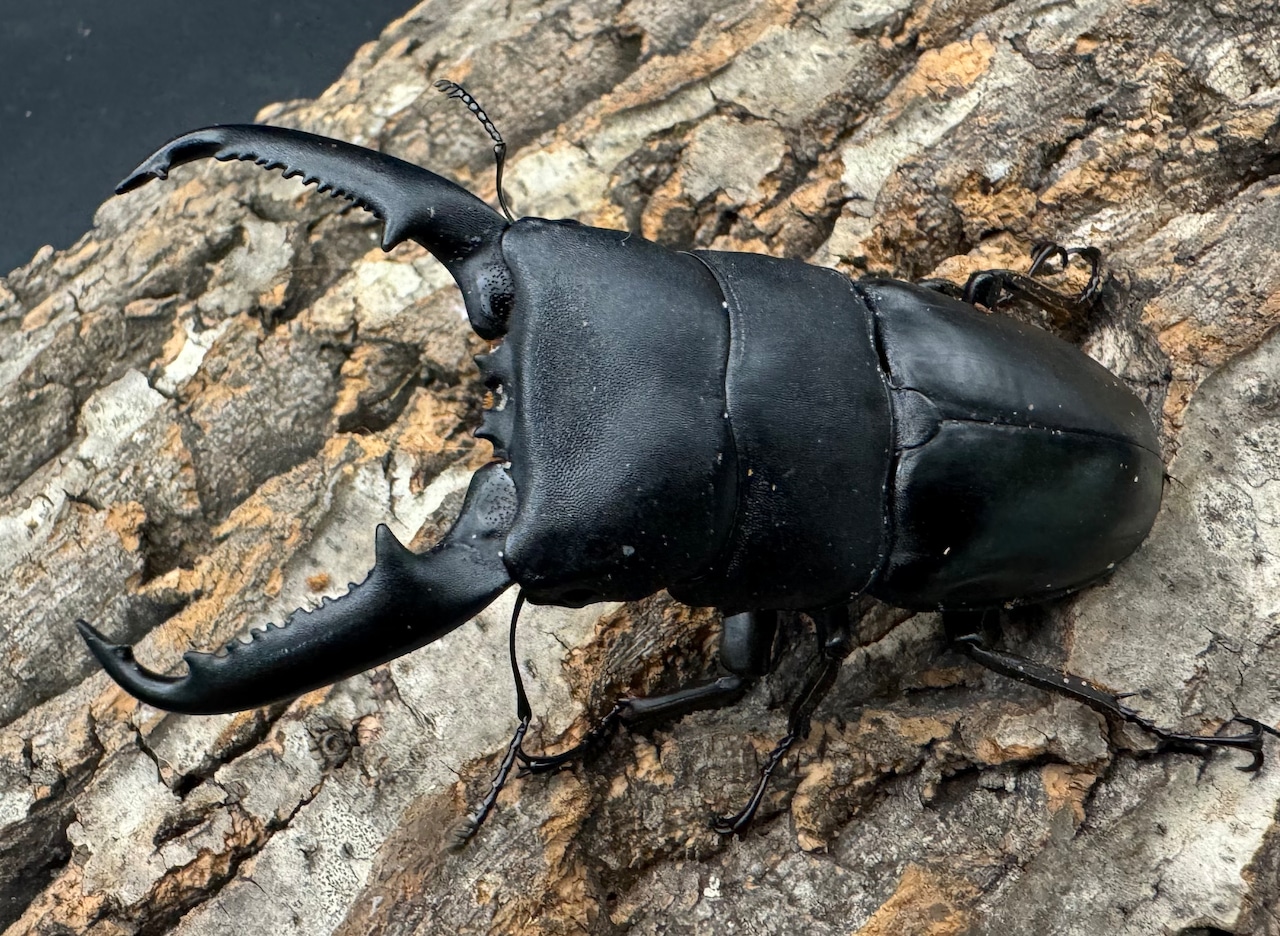 【WD】新産地《パラワンオオヒラタクワガタ ロハス産 90.5mm ペア》