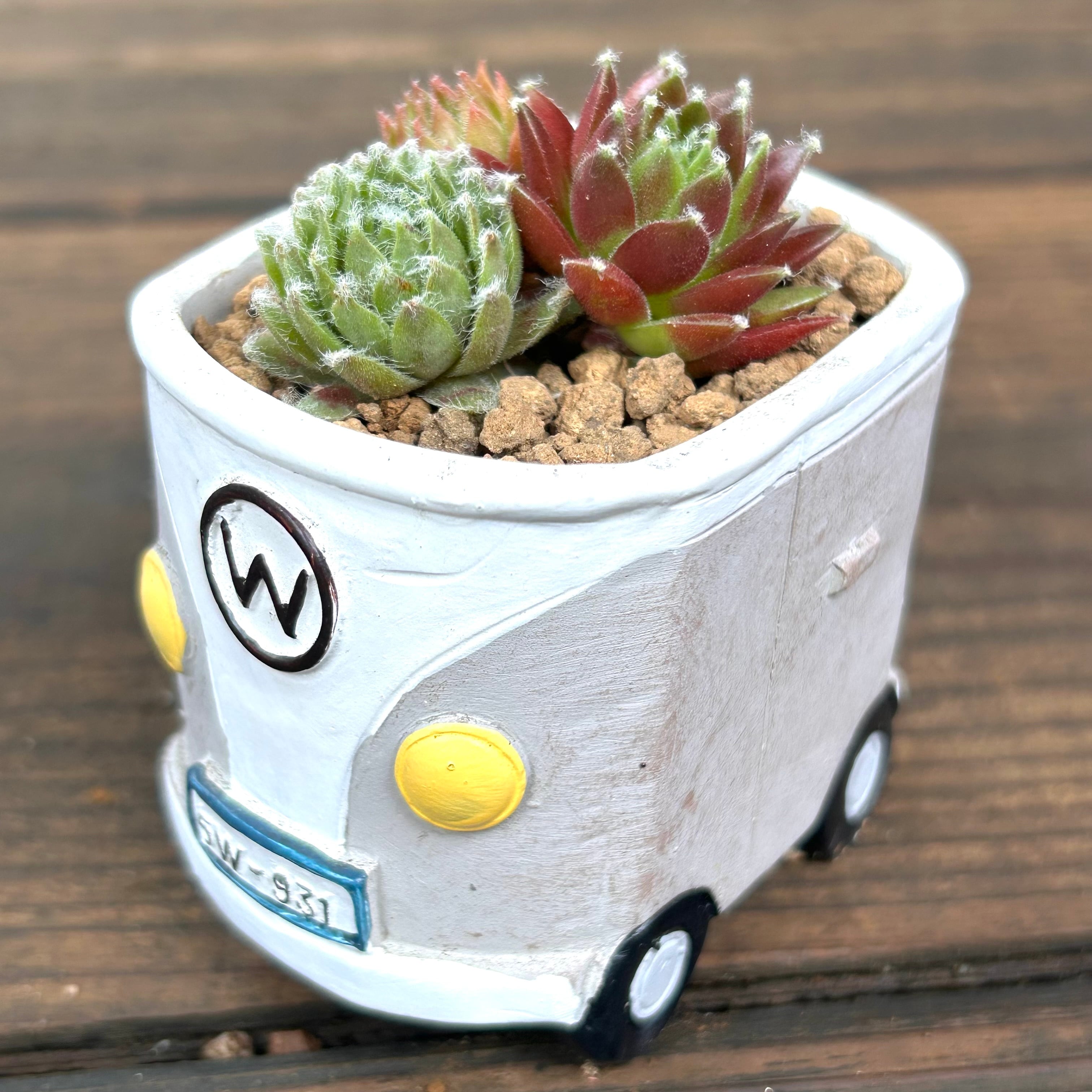 T)センペル寄せ植え(鉢付き | RuPo 多肉植物専門店