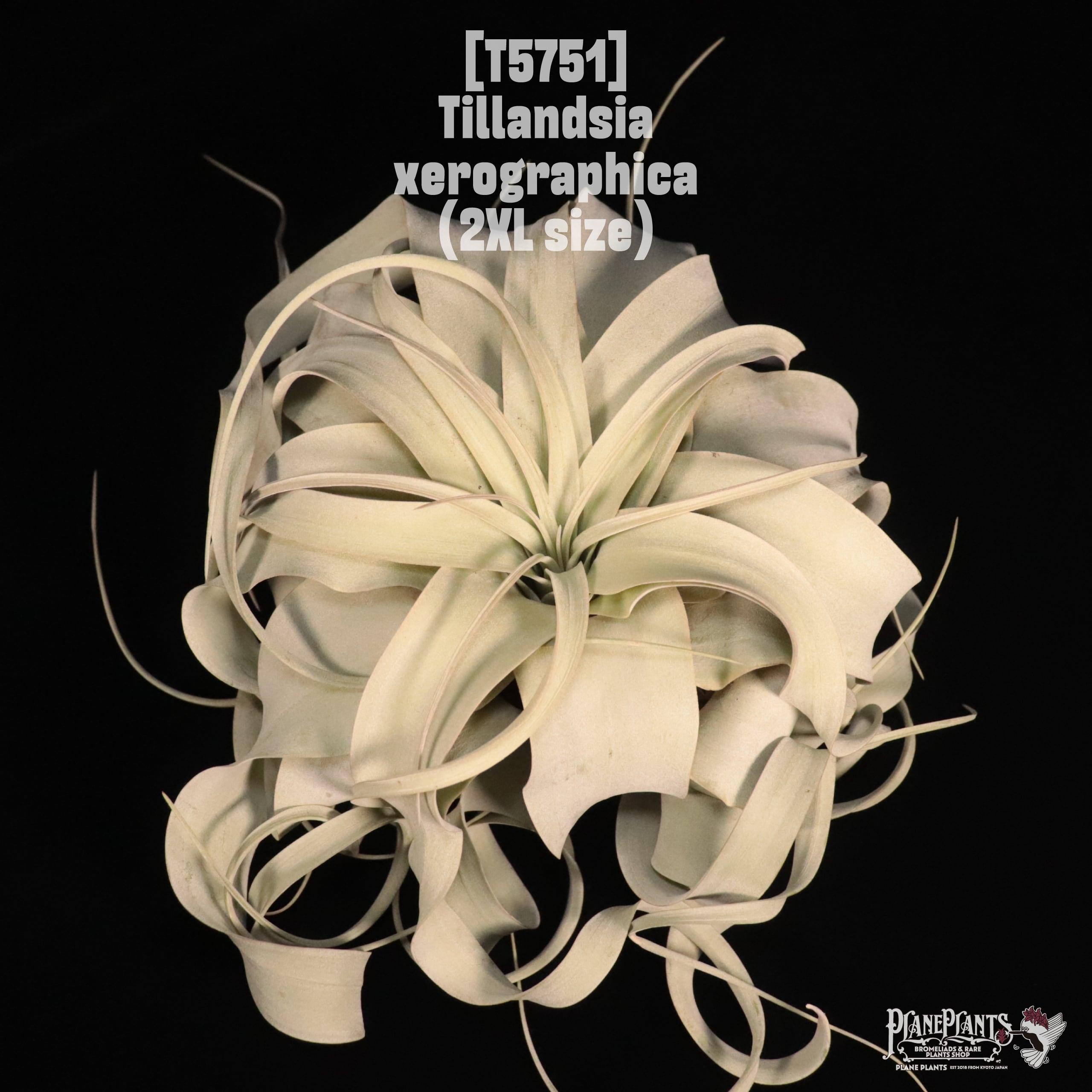 Tillandsia xerographica 2XL〔ティランジア〕T5751