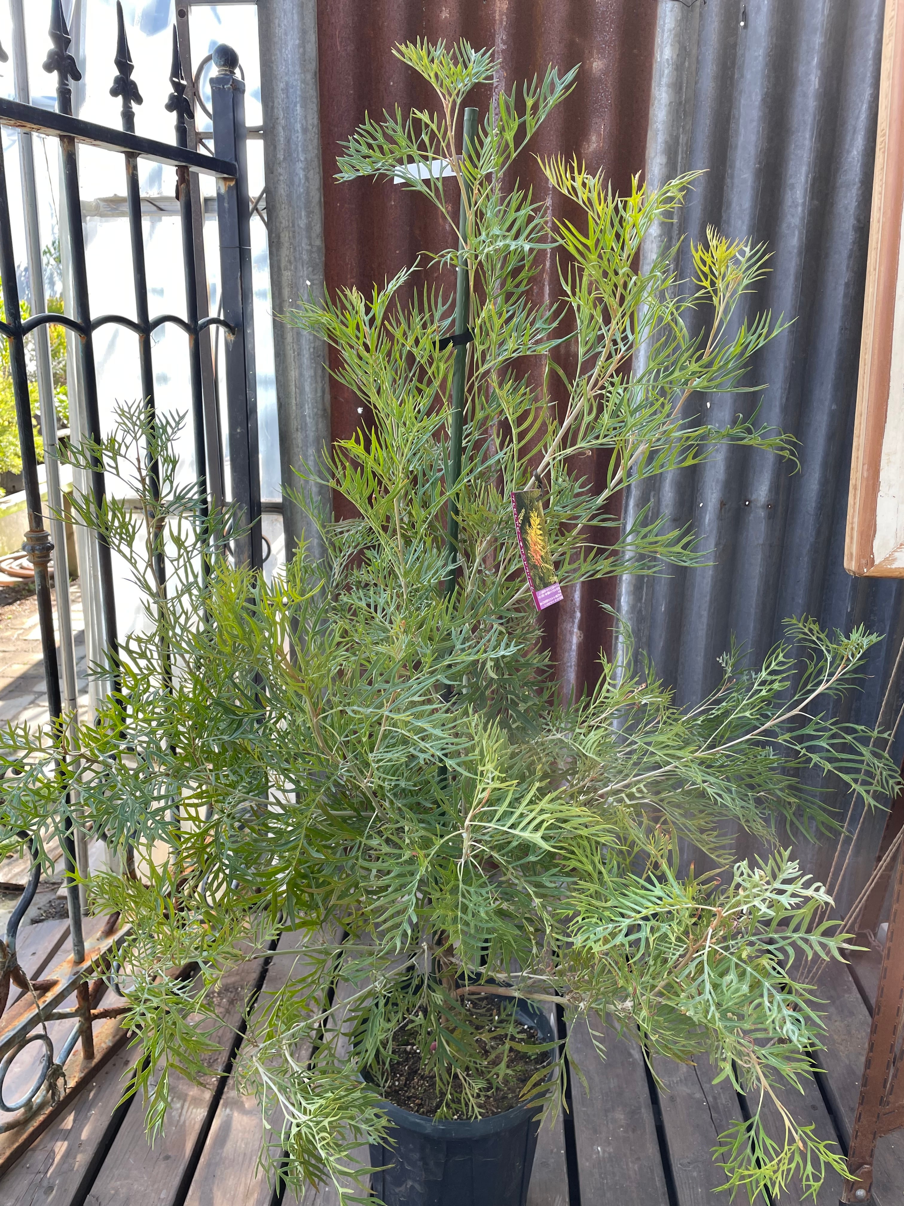 グレビレア ピーチアンドクリーム② | 沼ノ上農園