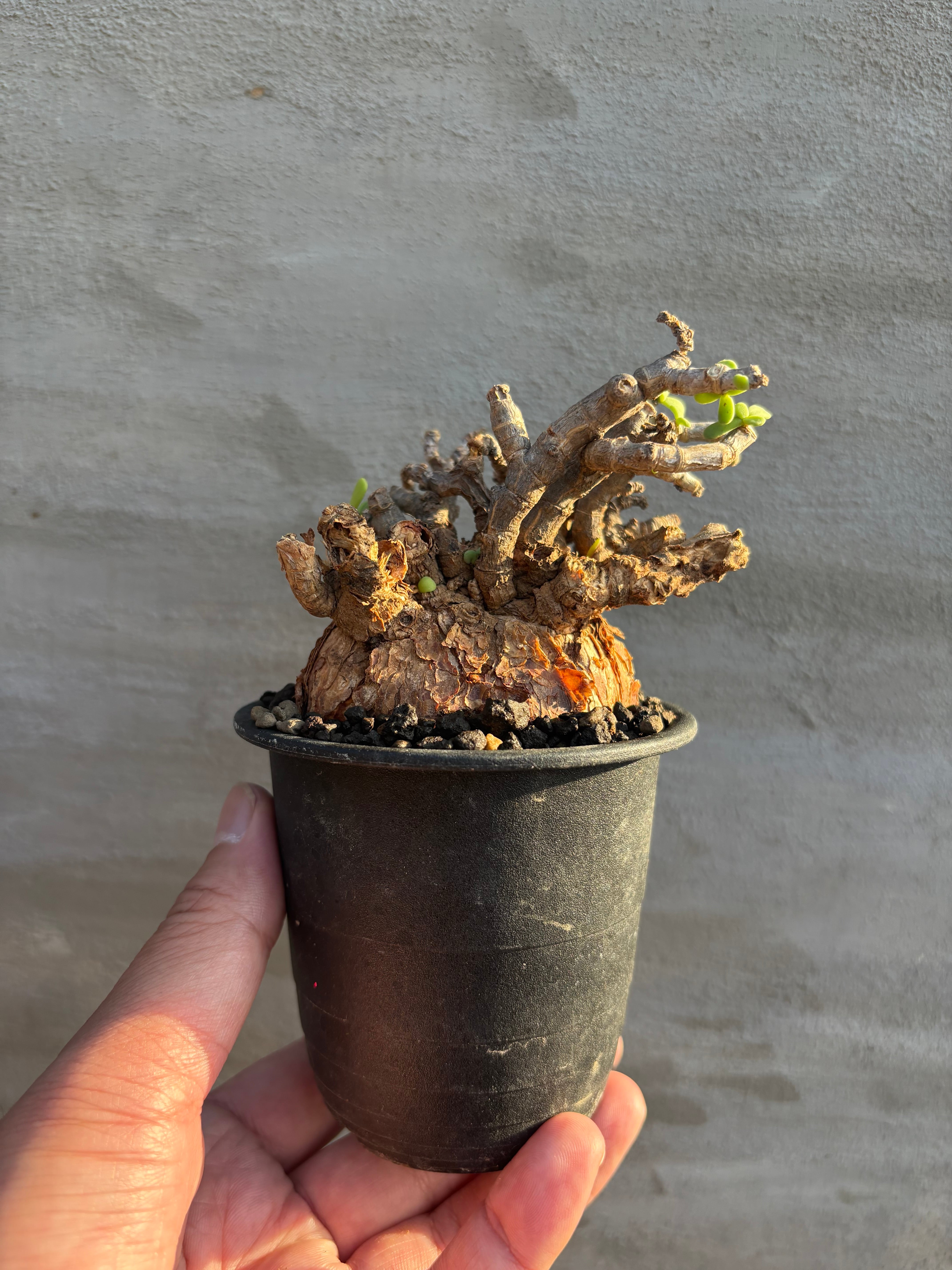 ケラリア ピグマエア 現地球 発根済み × valiem ghost bowl XSサイズ