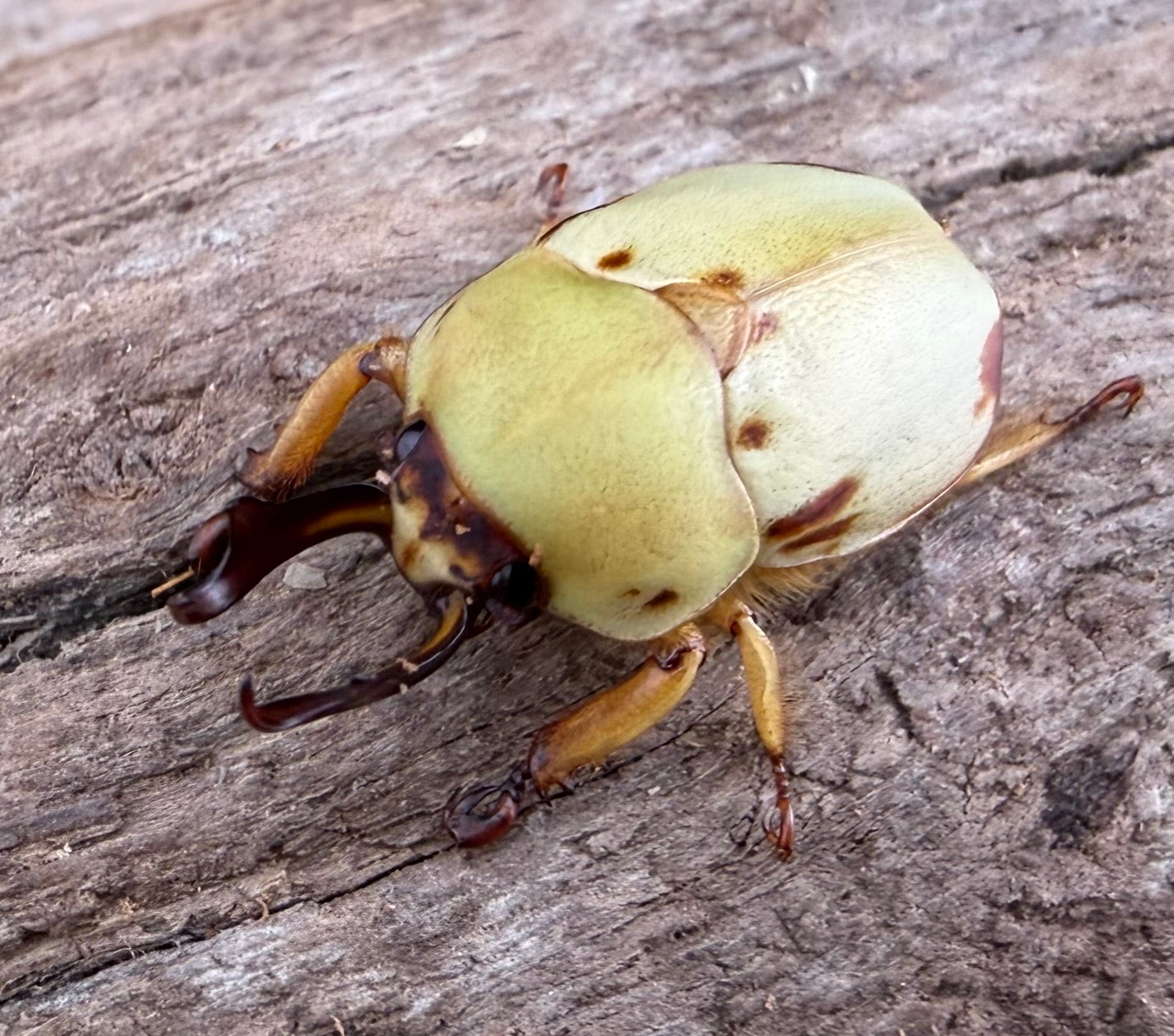 カツラクワガタコガネ 21.5mm ペア》 | KPW公式オンラインショップ