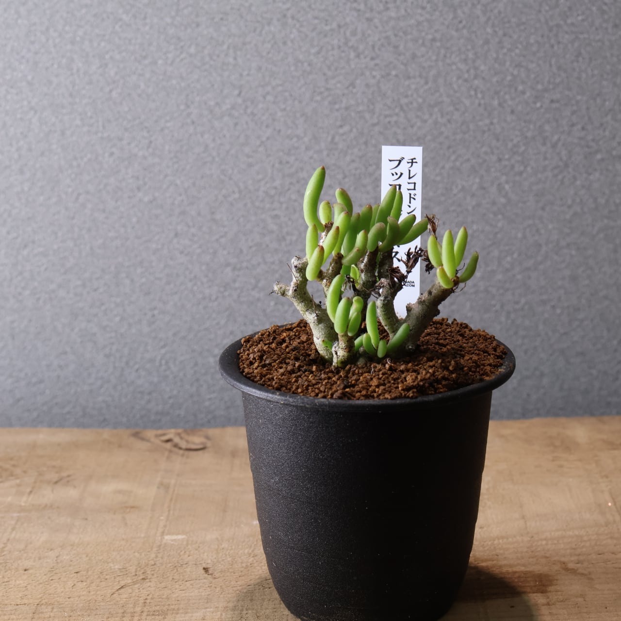 556『チレコドン ブッコルジアヌス』塊根植物 観葉植物【送料無料