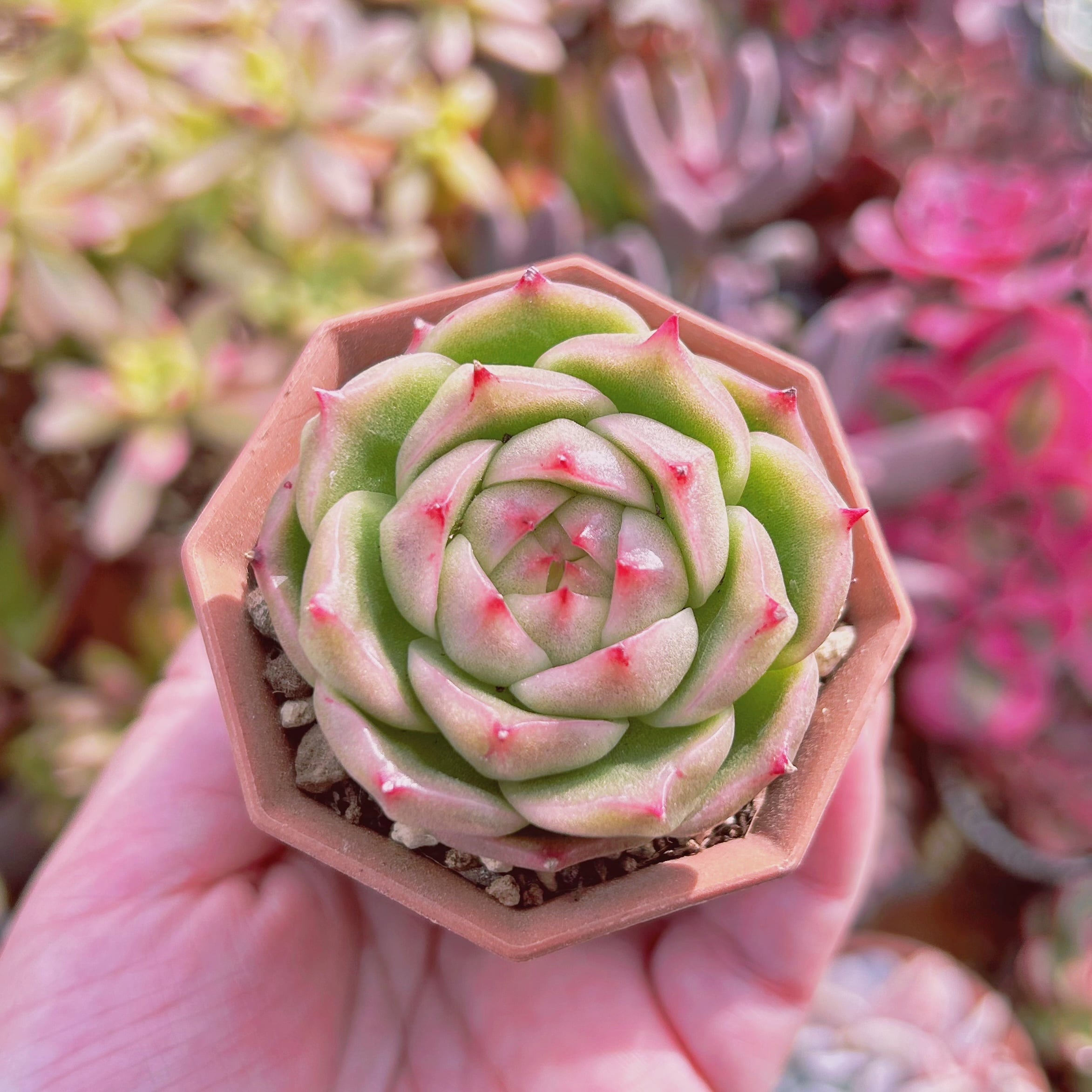多肉植物 Echeveria 火鳳凰 | るる農園~多肉植物専門