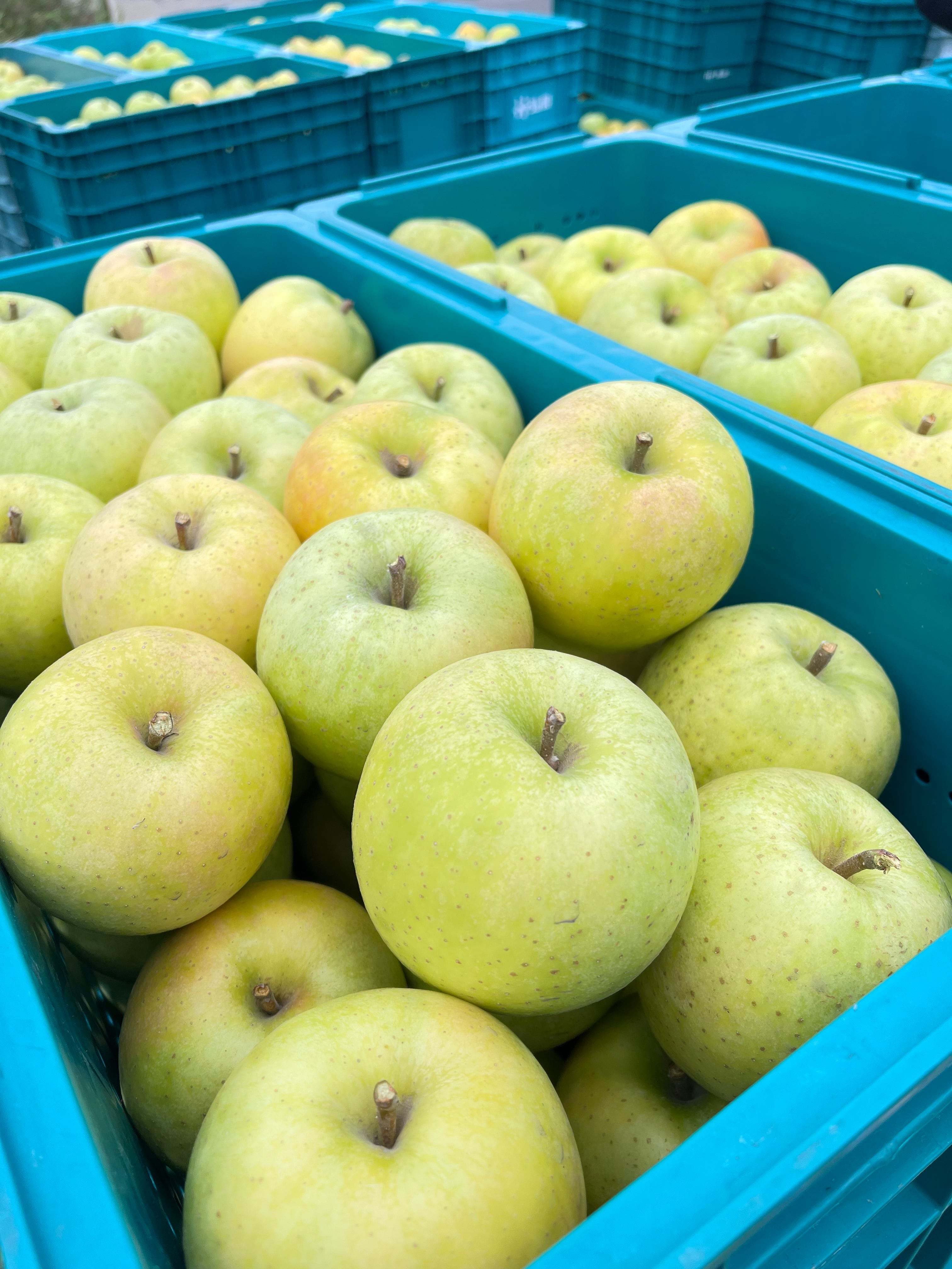 青りんご王林贈答用　3㎏