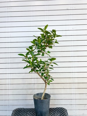 フランスゴムの木 数ある螺旋曲げの中でもかなりの上等品です。高さ80cm