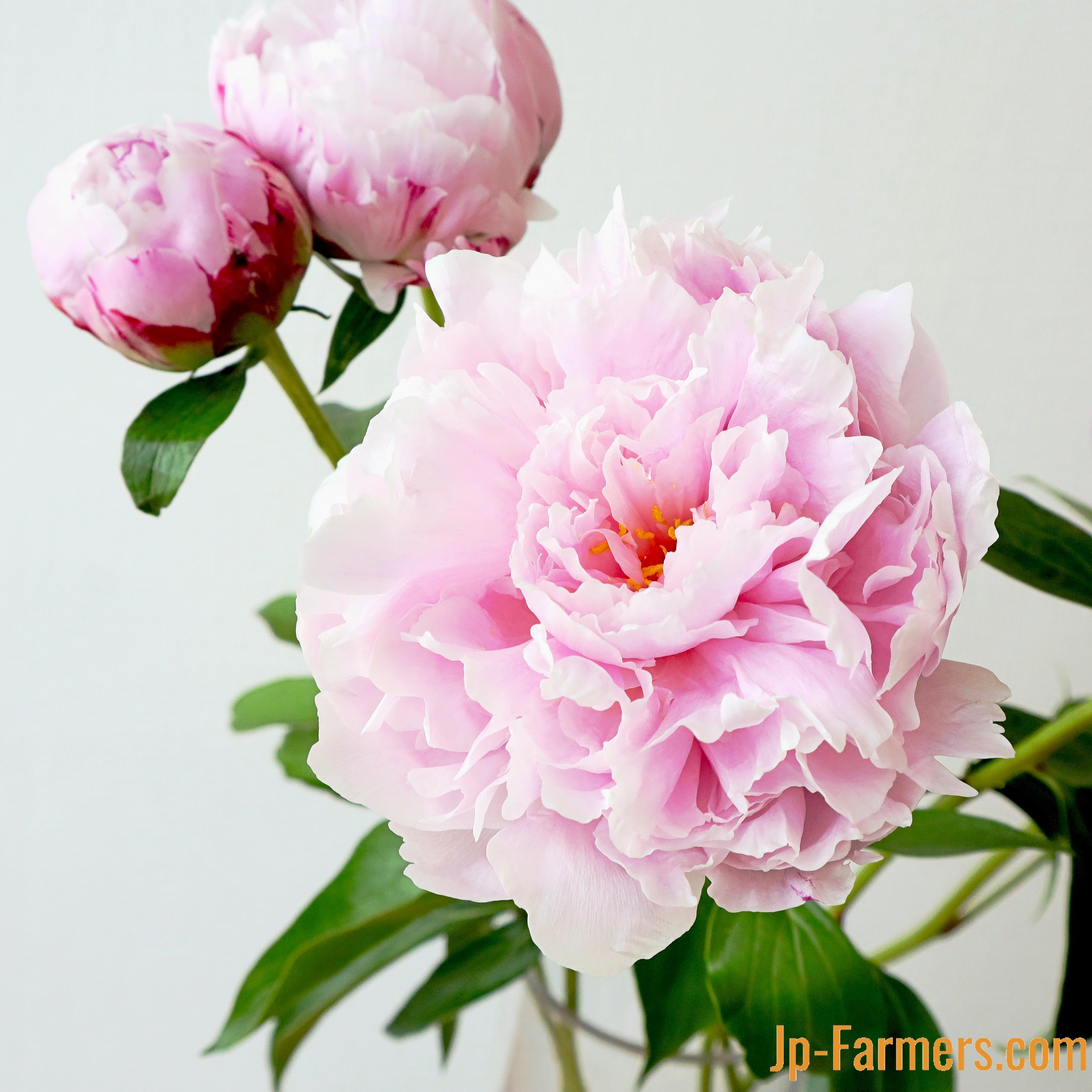 香りのあるお花 | 新鮮お花問屋 Jp-Farmers.com 香りのあるお花 | 新鮮お花問屋 Jp-Farmers.com