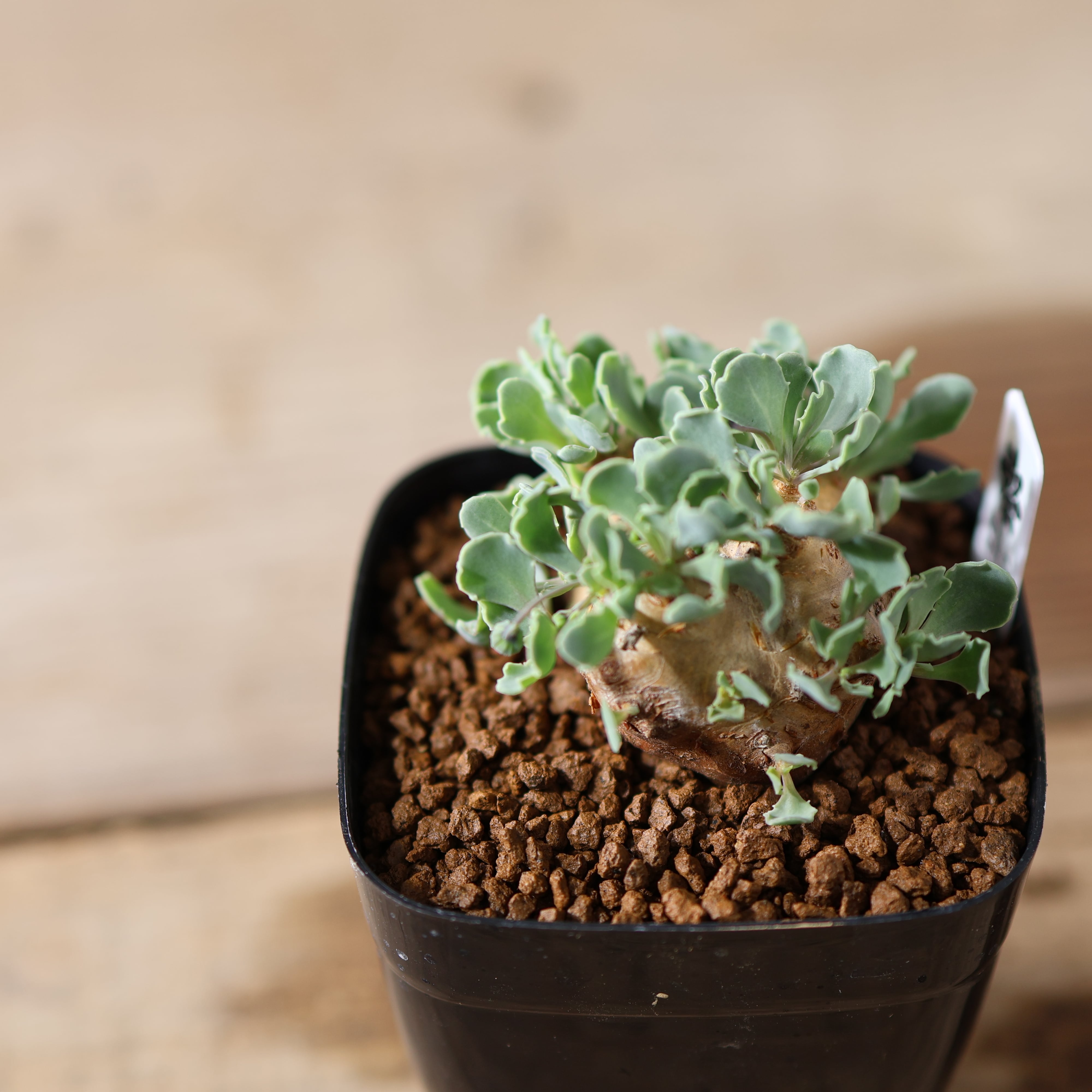 504『オトンナ カカリオイデス』 観葉植物【送料無料】 | MARX PLANTS