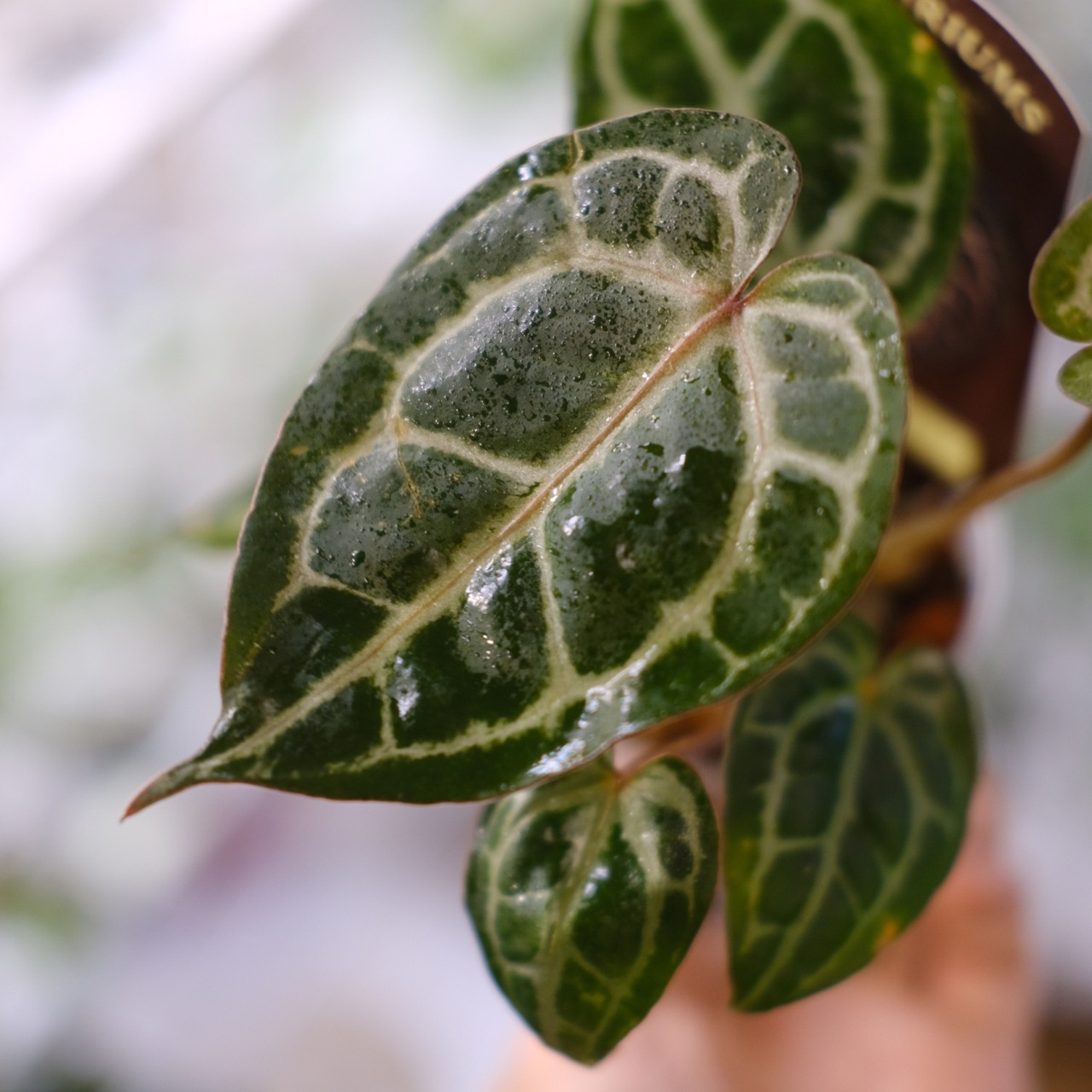 【希少】Anthurium 'Michelle' by DOC BLOCK④ / アンスリウム・ミシェル