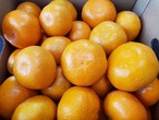 和歌山県産_有田みかん3キロ