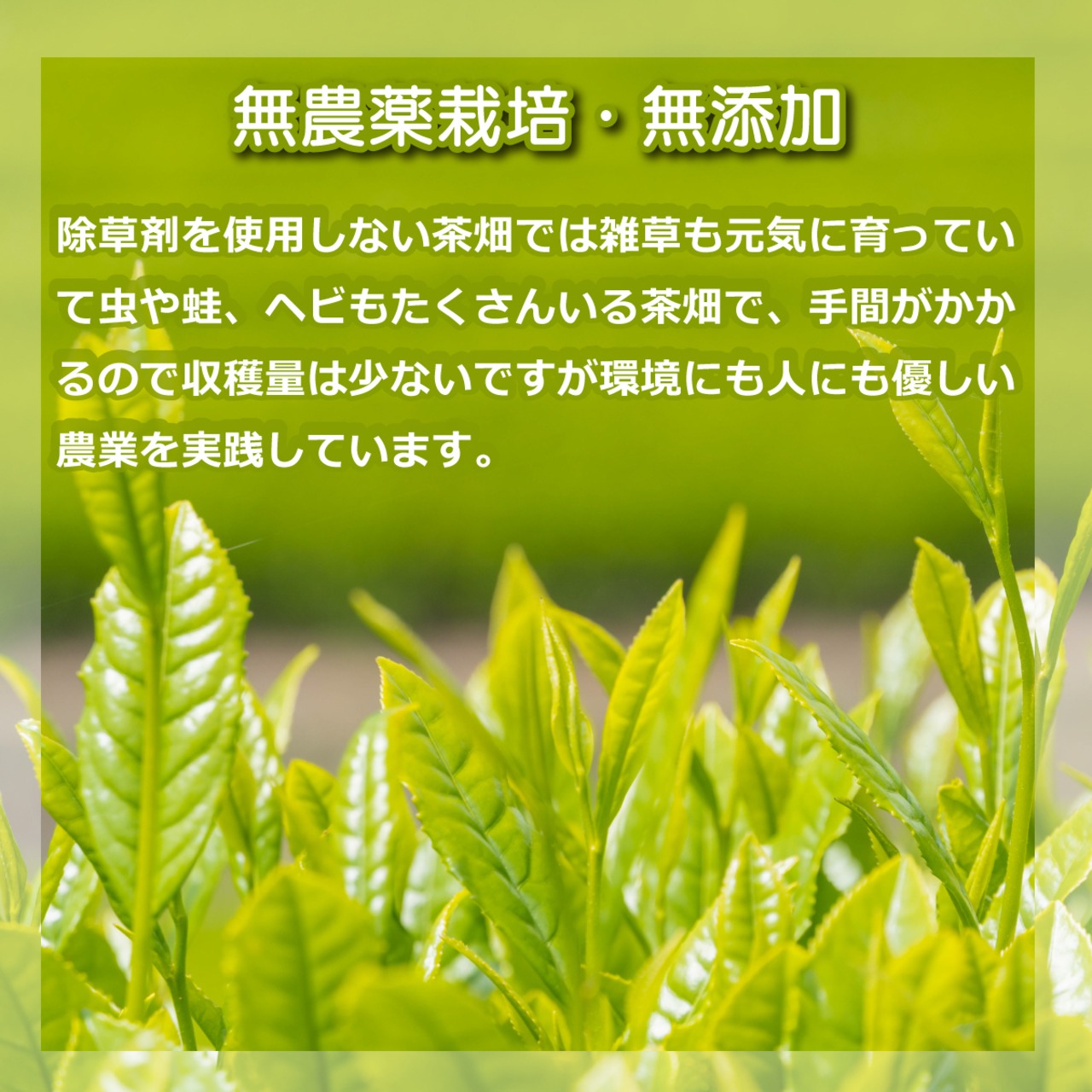 無農薬栽培 嬉野産べにふうき粉末茶 25g袋入り｜農家直送の香り豊かで色鮮やかなお茶 花粉症対策に栄養まるごと摂取 - 6