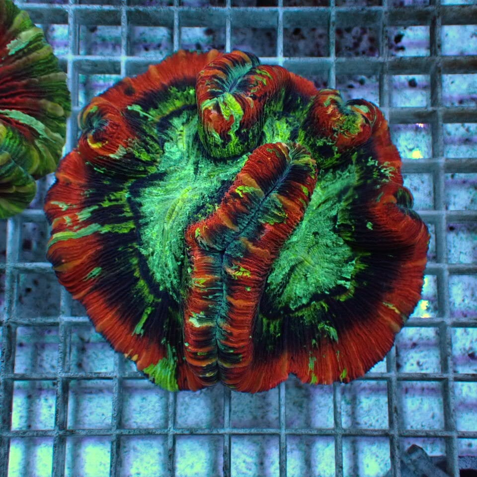 オオバナ / ブレインコーラル | HOUSE REEF(ハウスリーフ)サンゴ・海水
