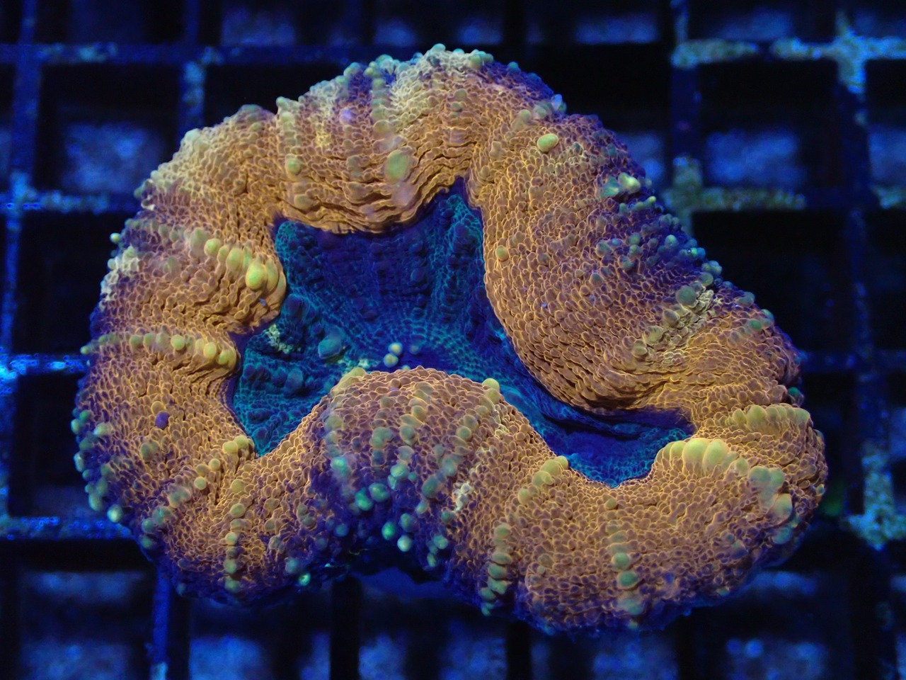 Lobophyllia 11