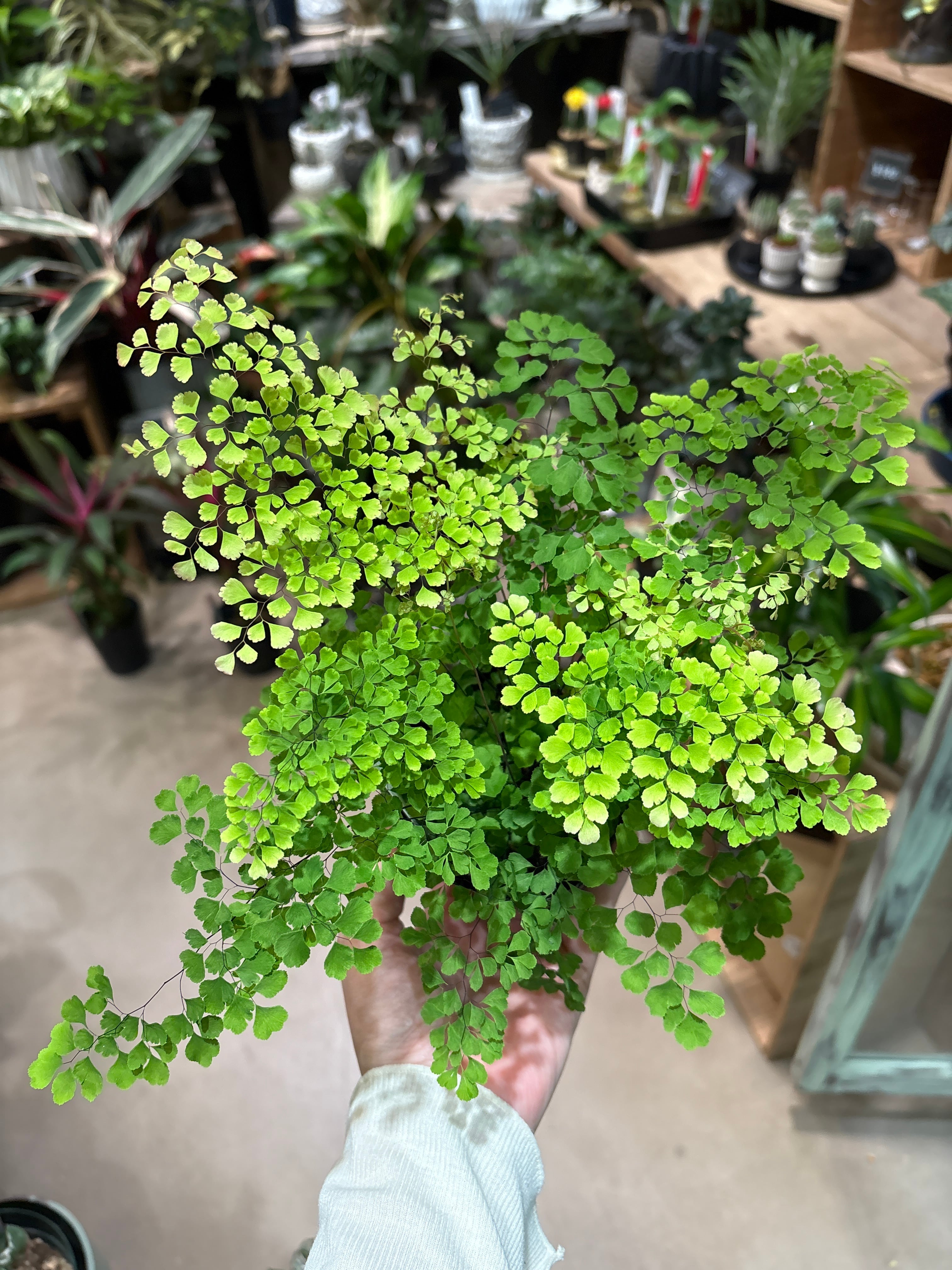 ラビシア オブツシフォリア タートルバック | MIDORIYA 観葉植物専門店