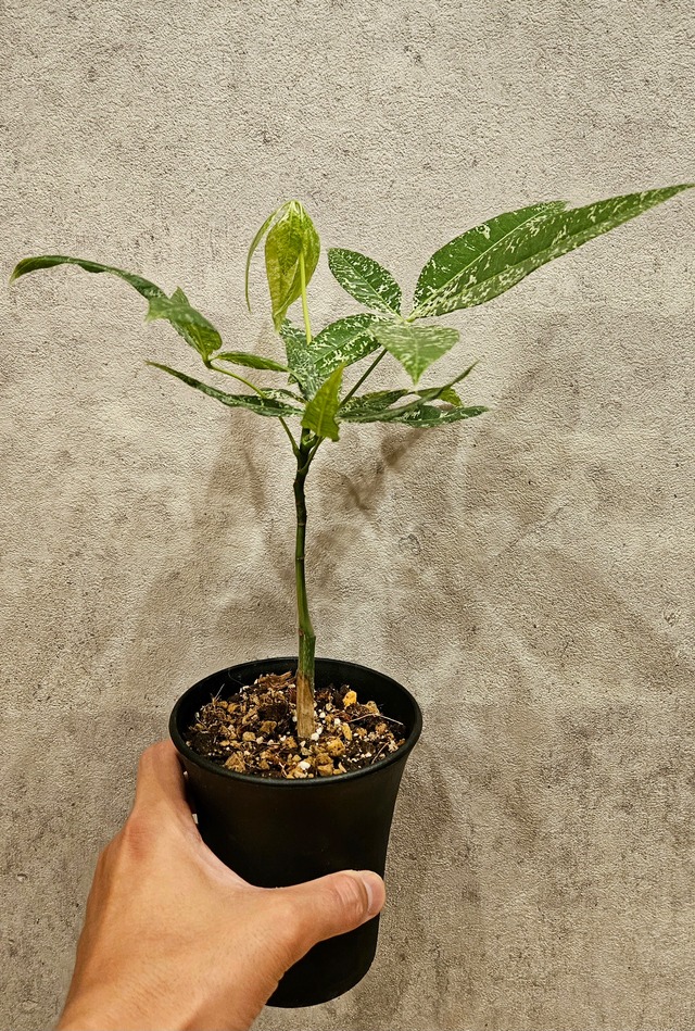 Pachira aquatica '斑入り' 実生【artPLANTs】パキラ/Pachira