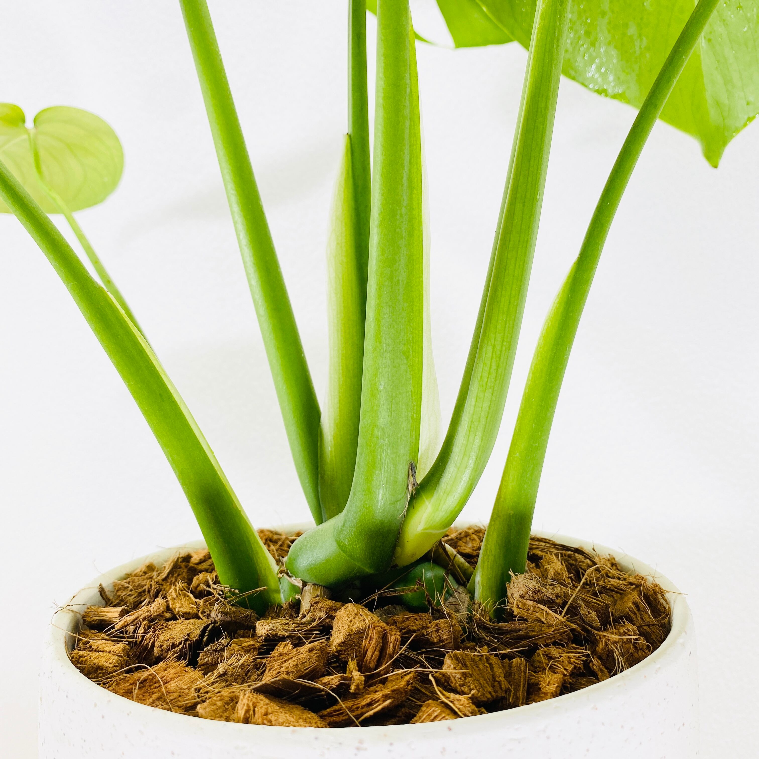 モンステラ アダンソニー (ヒメモンステラ) [観葉植物•1点もの モンステラ アダンソニー (ヒメモンステラ) [観葉植物•1点もの