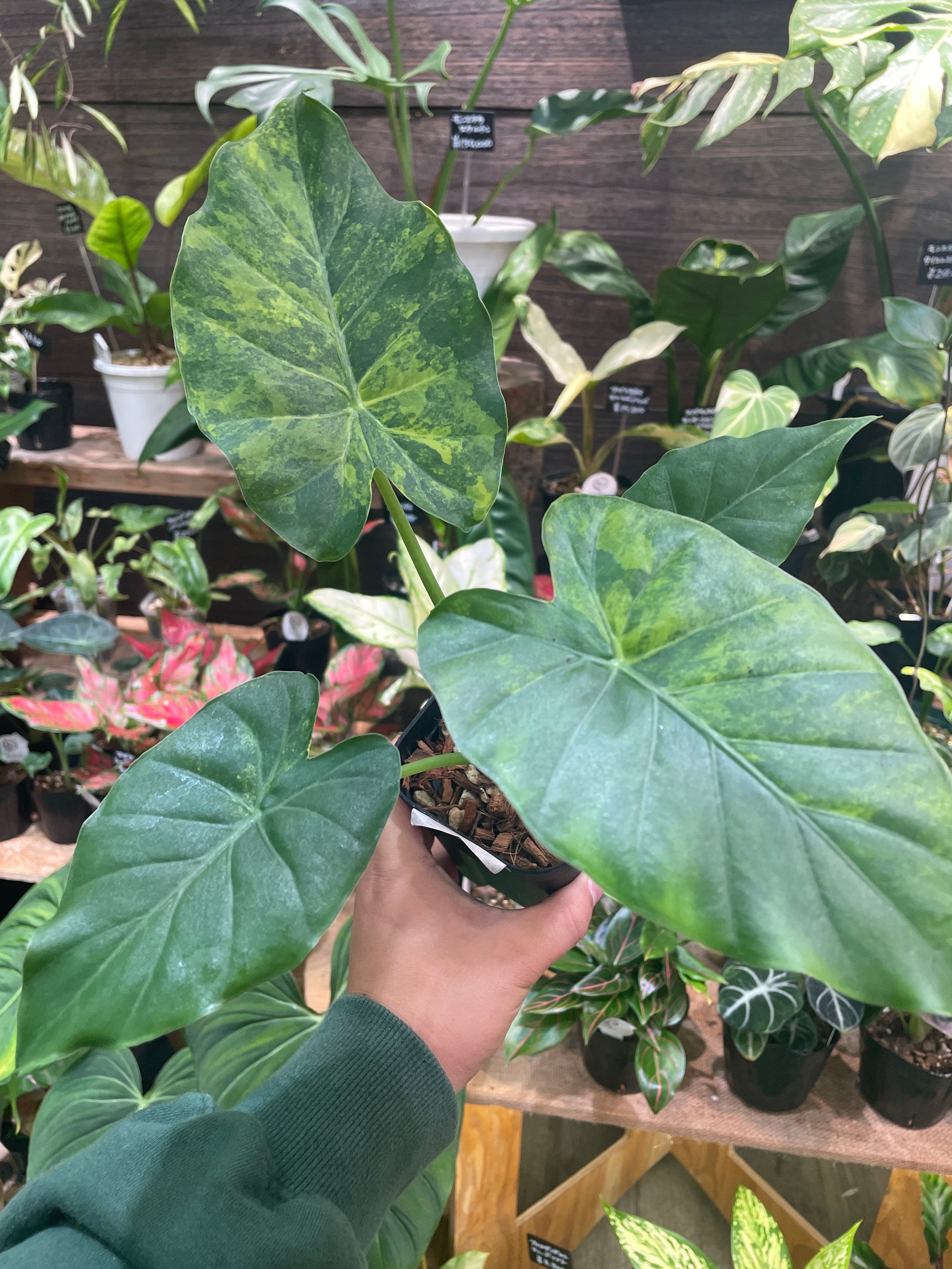 Alocasia Melo Albo アロカシア メロ アルボ ハーフムーン Alocasia
