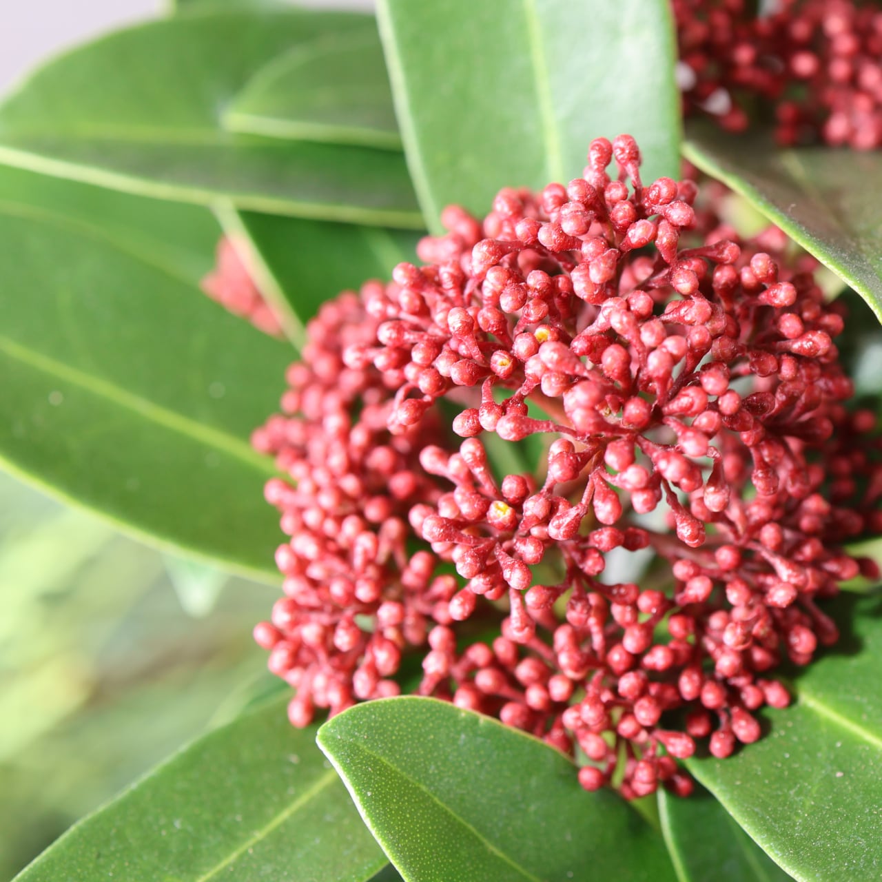 438 赤い蕾の小さな宝石『スキミアレッドドワーフ』【送料無料