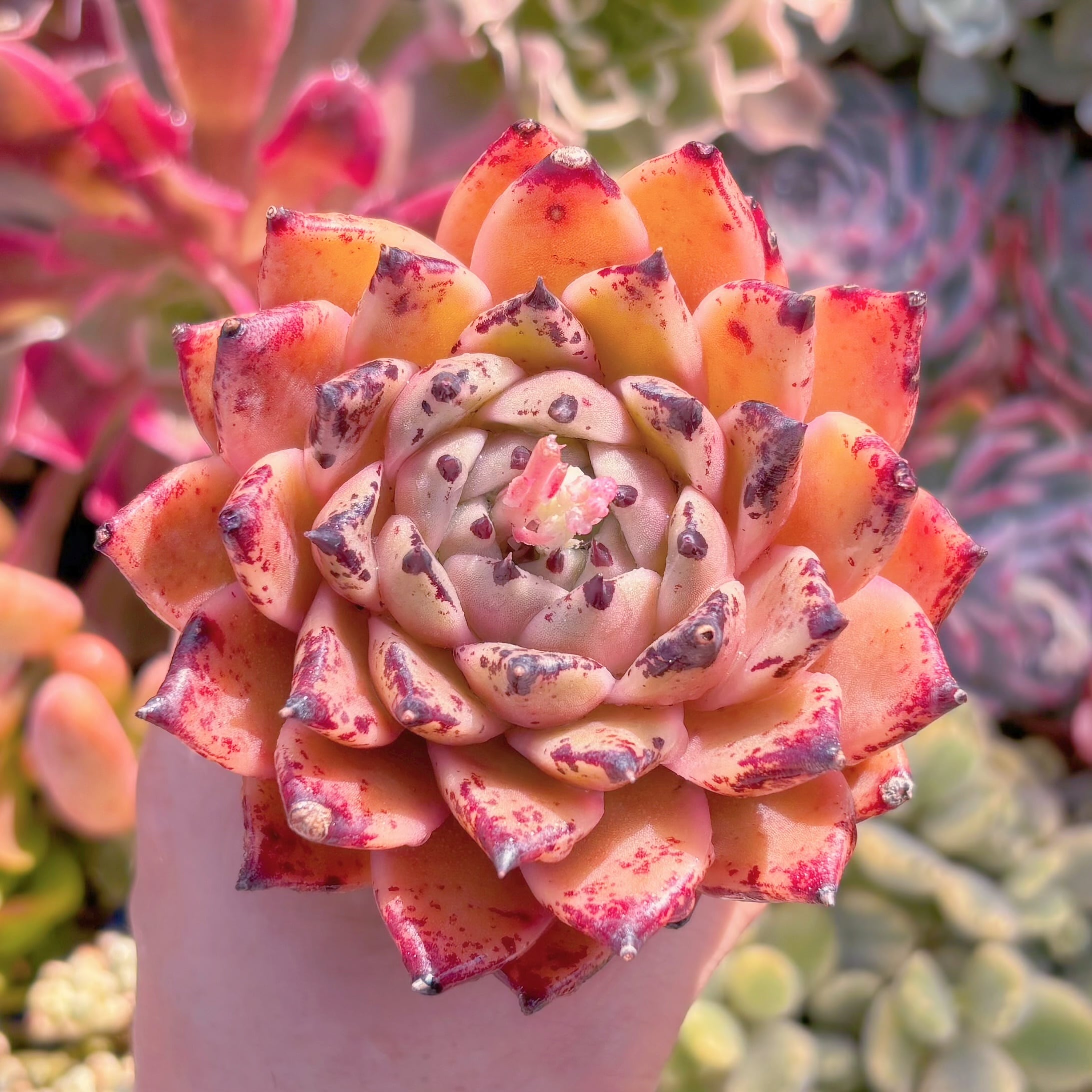 多肉植物　ハロウィン　大苗　新入荷　るる農園