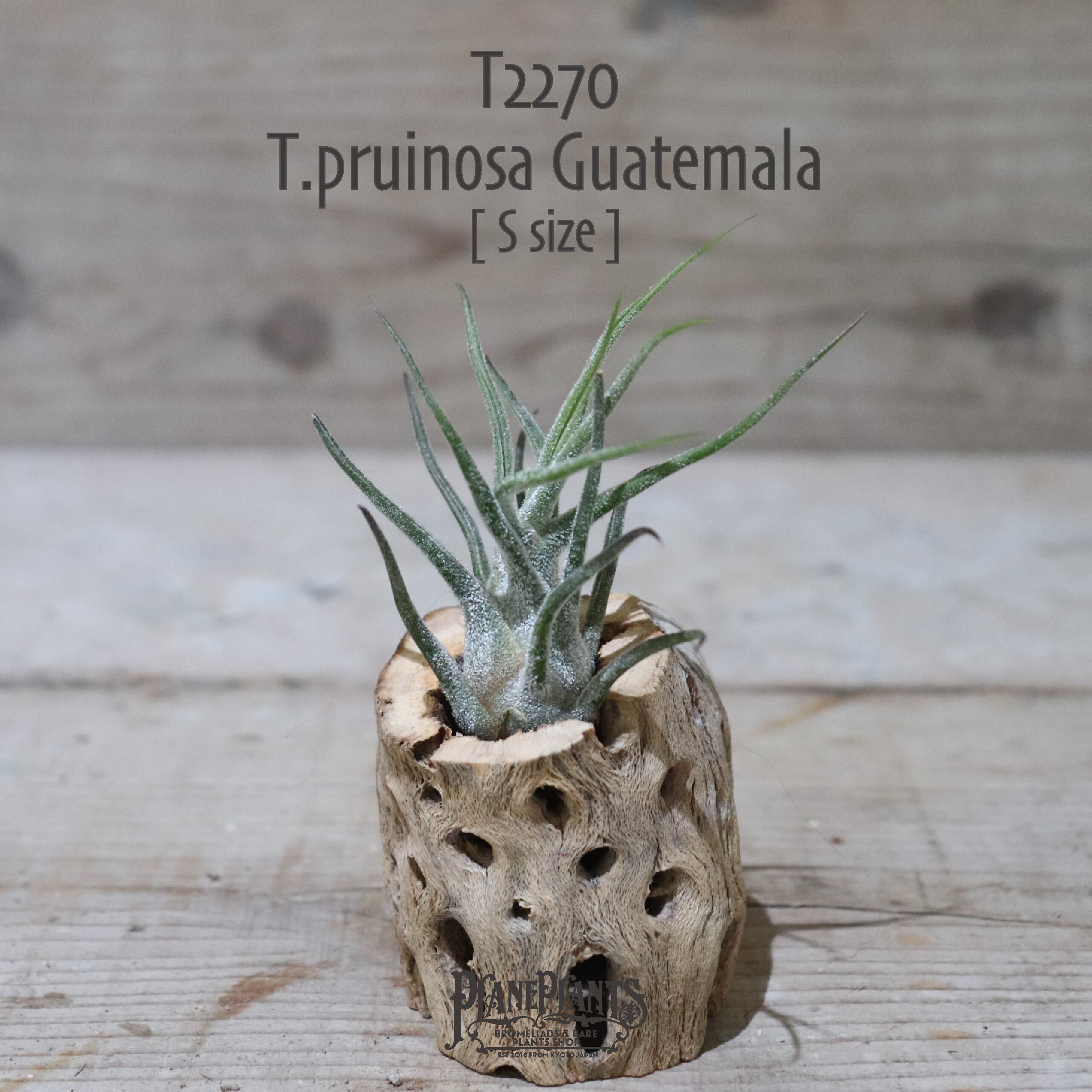 【送料無料】プルイノーサ グアテマラ S〔エアプランツ〕現品発送T2270
