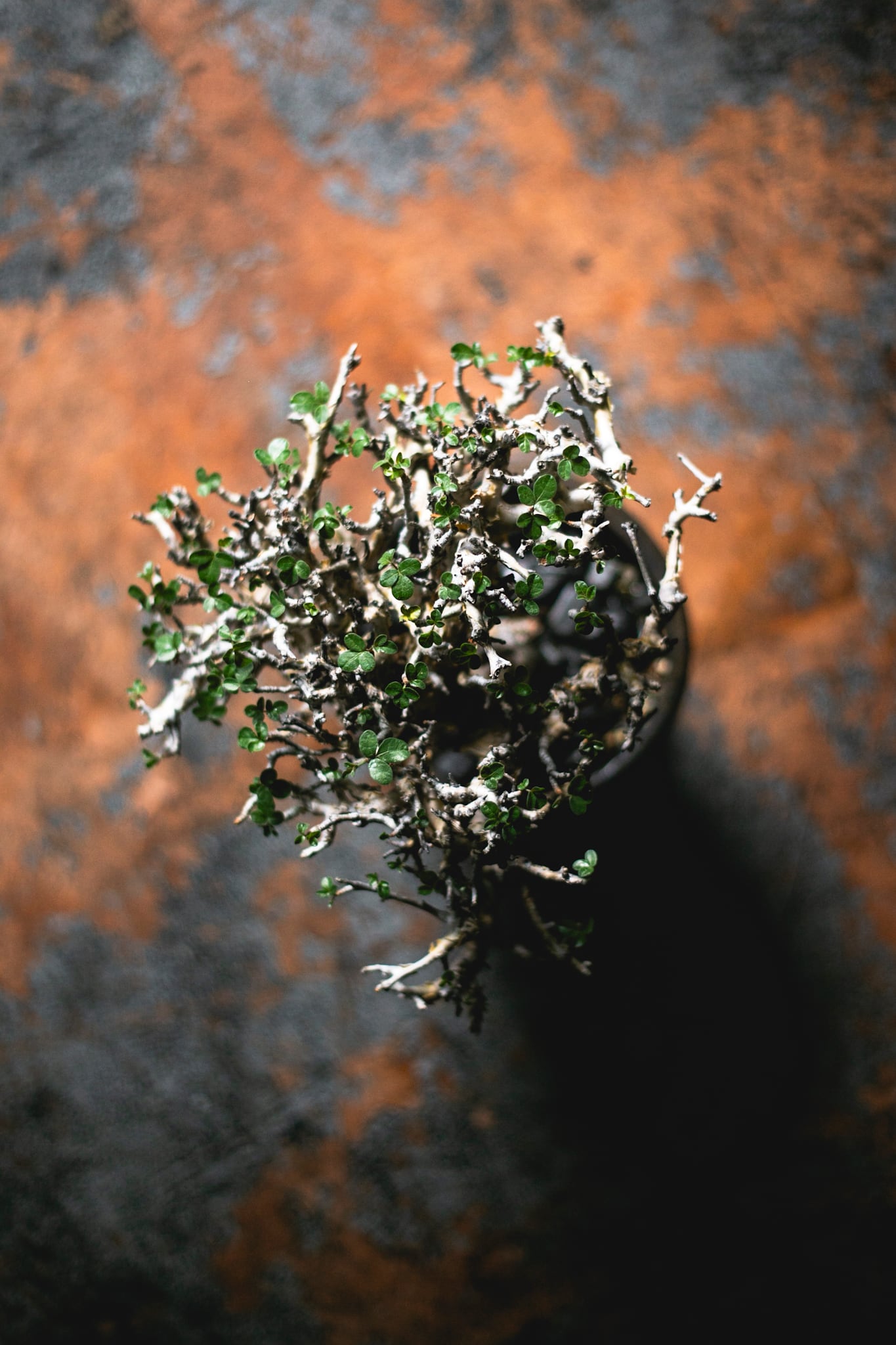 Commiphora stocksiana × 姫野翔太【最高の枝振りな灌木コーデックス