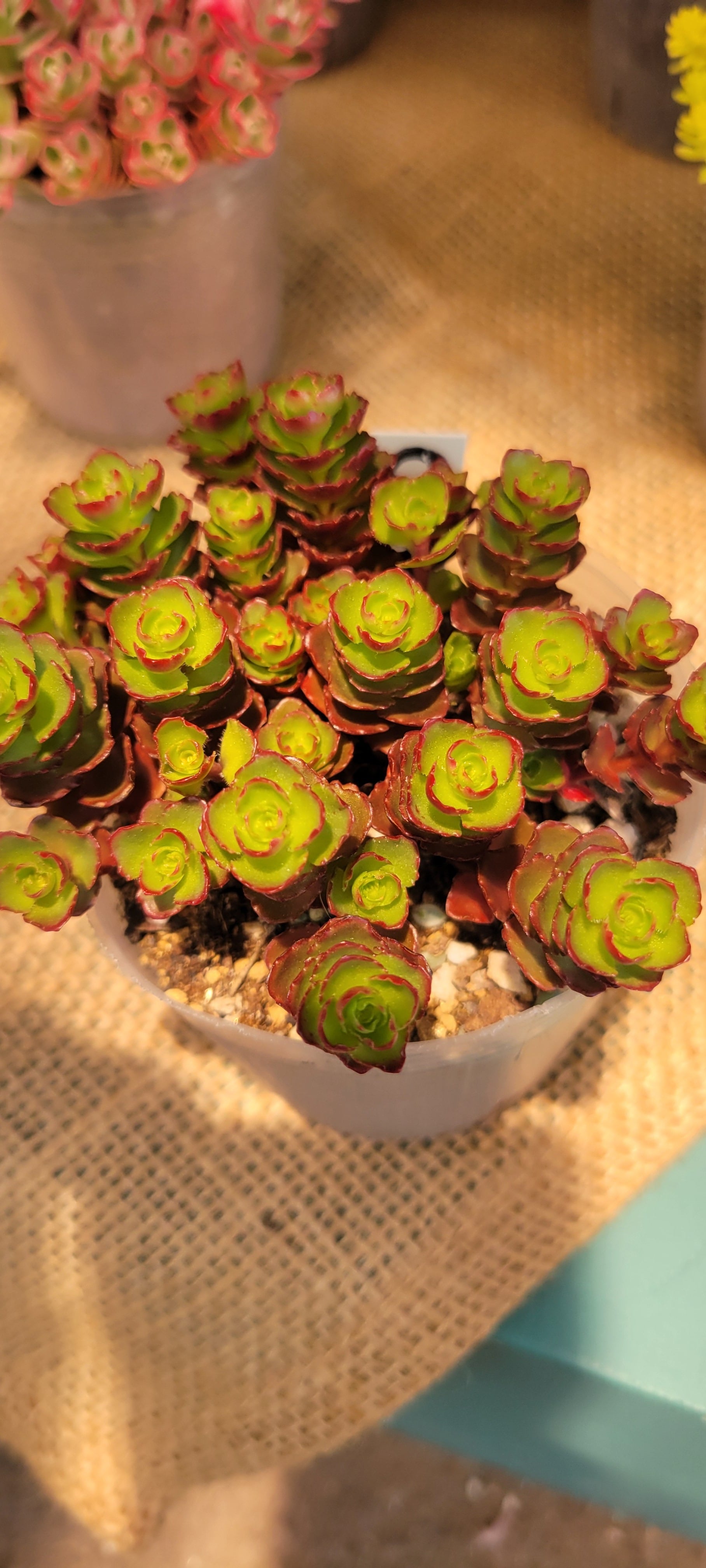 お買い得 多肉植物 ぷくぷく系 4点セット | PAY ID