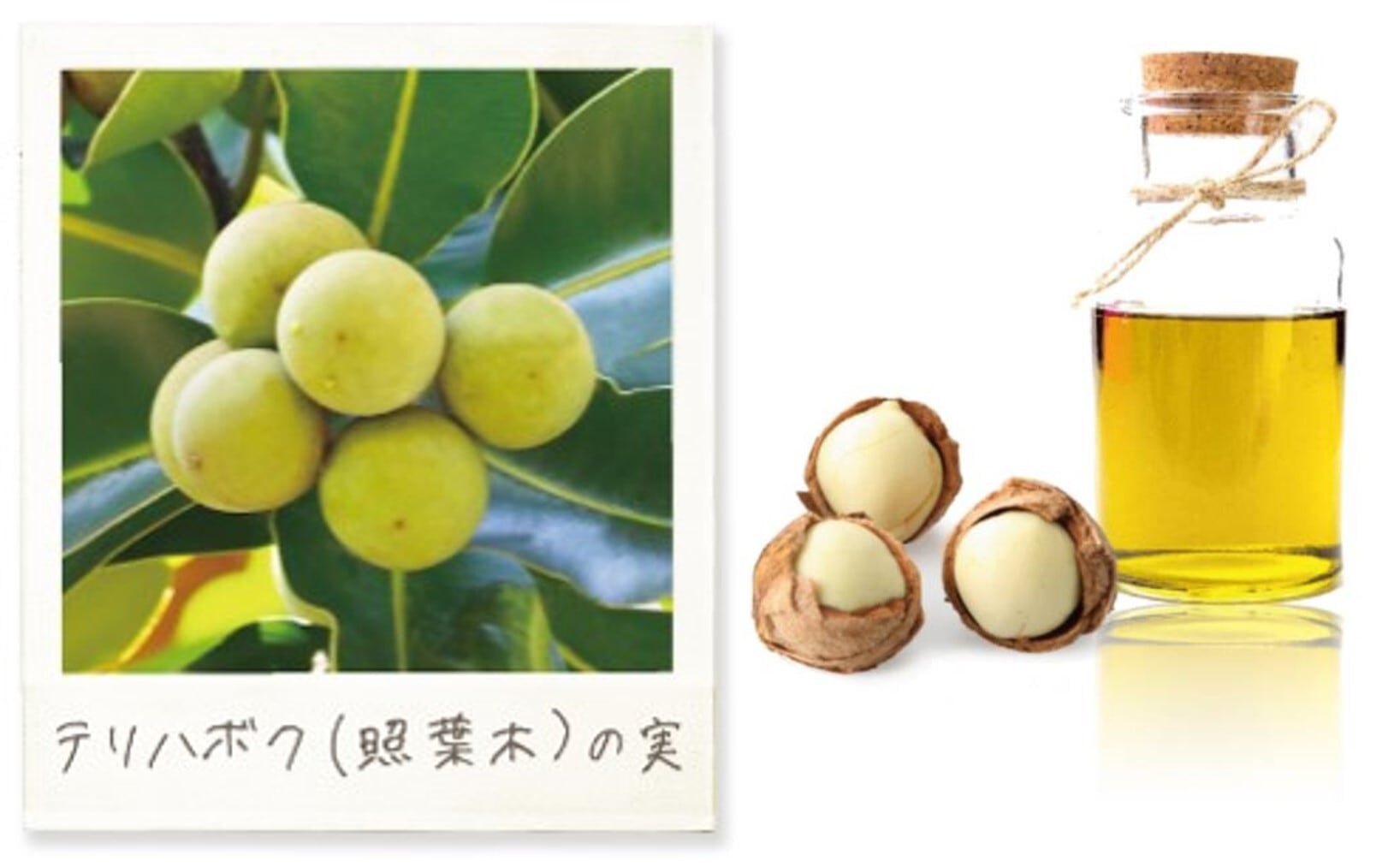 2個セット　【yahoo定価の半額！】タマヌオイル 100ml 美容オイル 2個セット 【yahoo定価の半額！】タマヌオイル 100ml 美容オイル