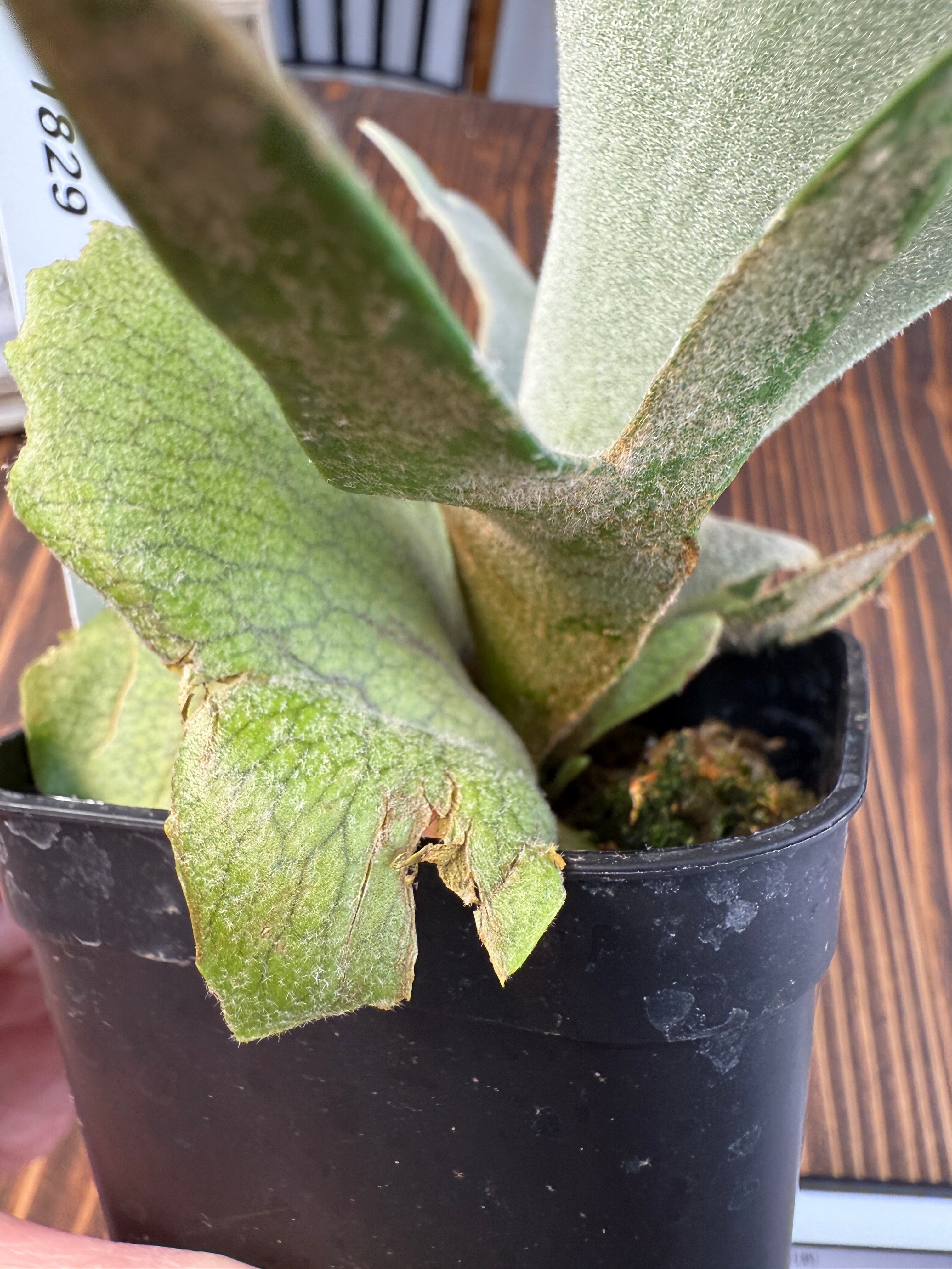 ☆1829【美しさを育む、緑のプリンセス】 ビカクシダ ジェイドガール