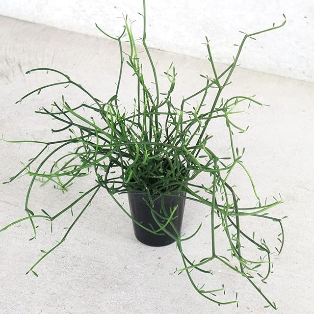 多肉植物 アエオニウム 孔雀白錦 美苗 #孔3 | PAY ID