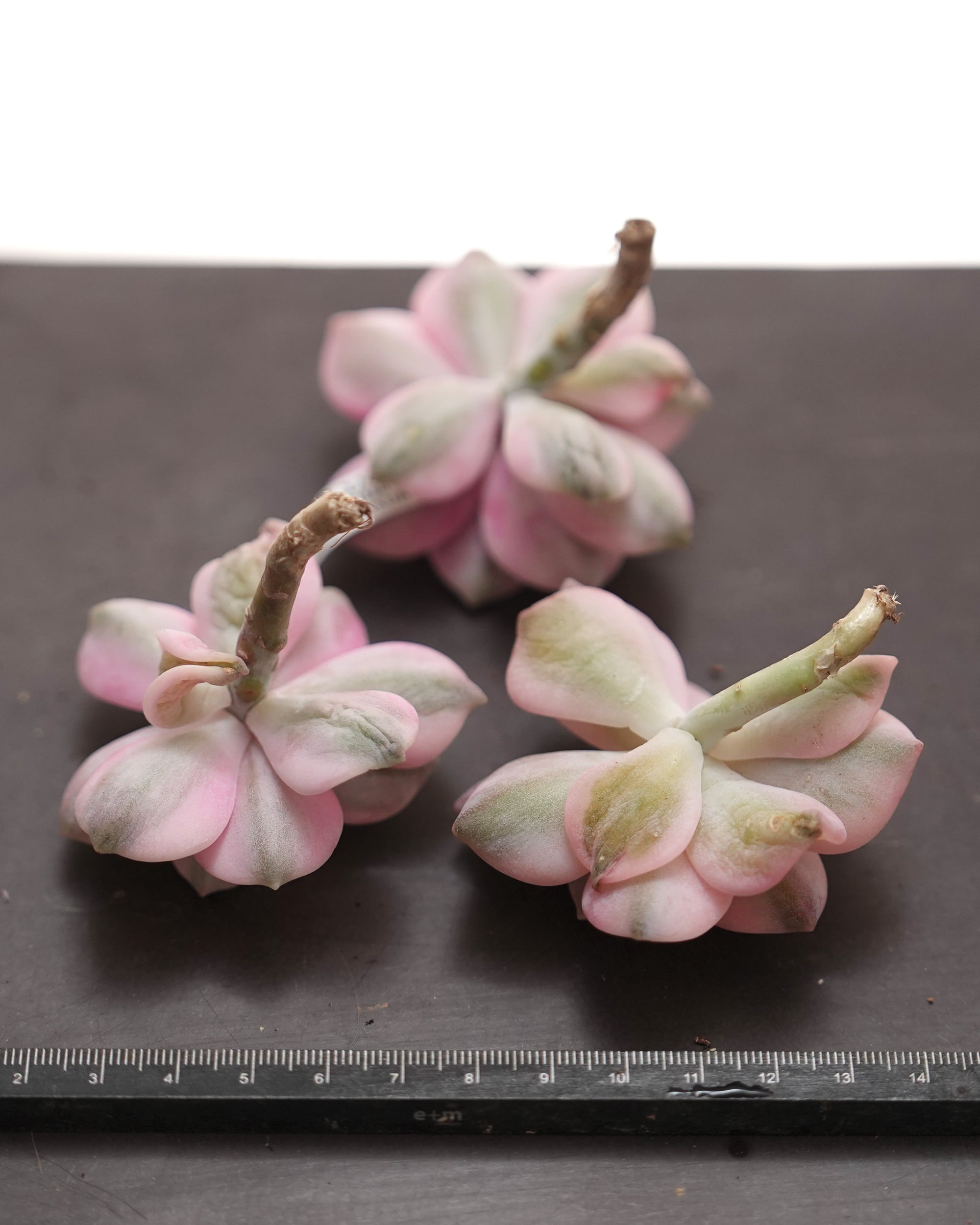 カット苗 スノーホワイト錦（パープルディライト錦） Echeveria 'Snow
