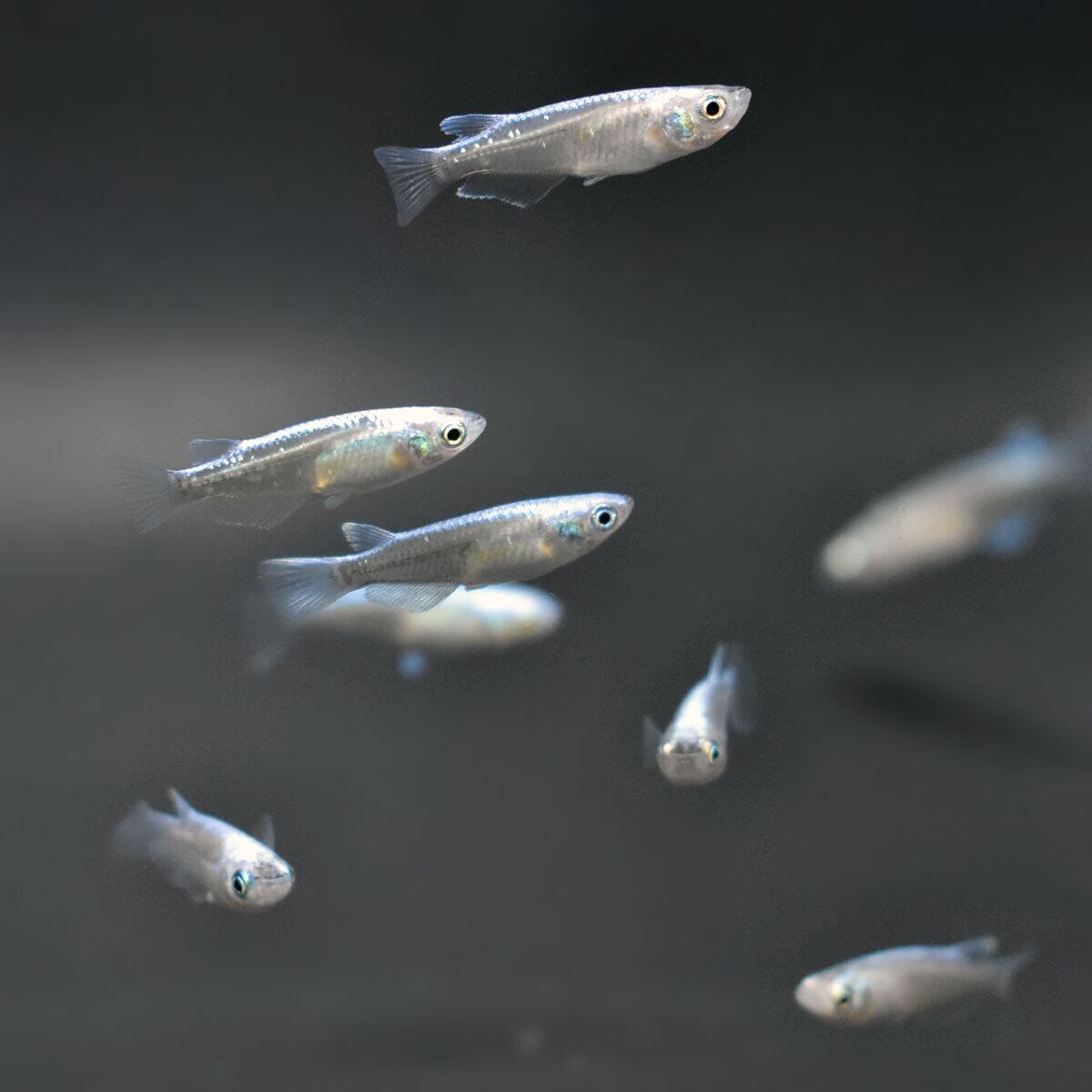 白斑サファイア　1ペア　成体 白斑サファイア 1ペア 成体